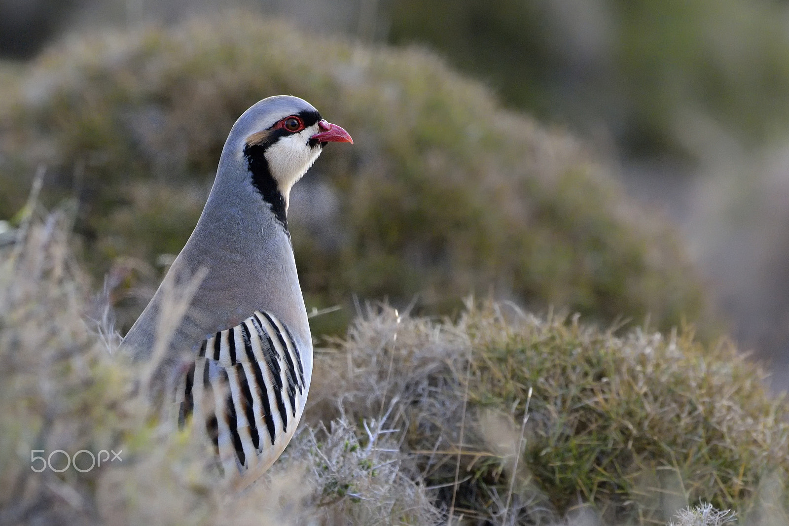 Nikon D7100 + Nikon AF-S Nikkor 500mm F4G ED VR sample photo. Chukar photography