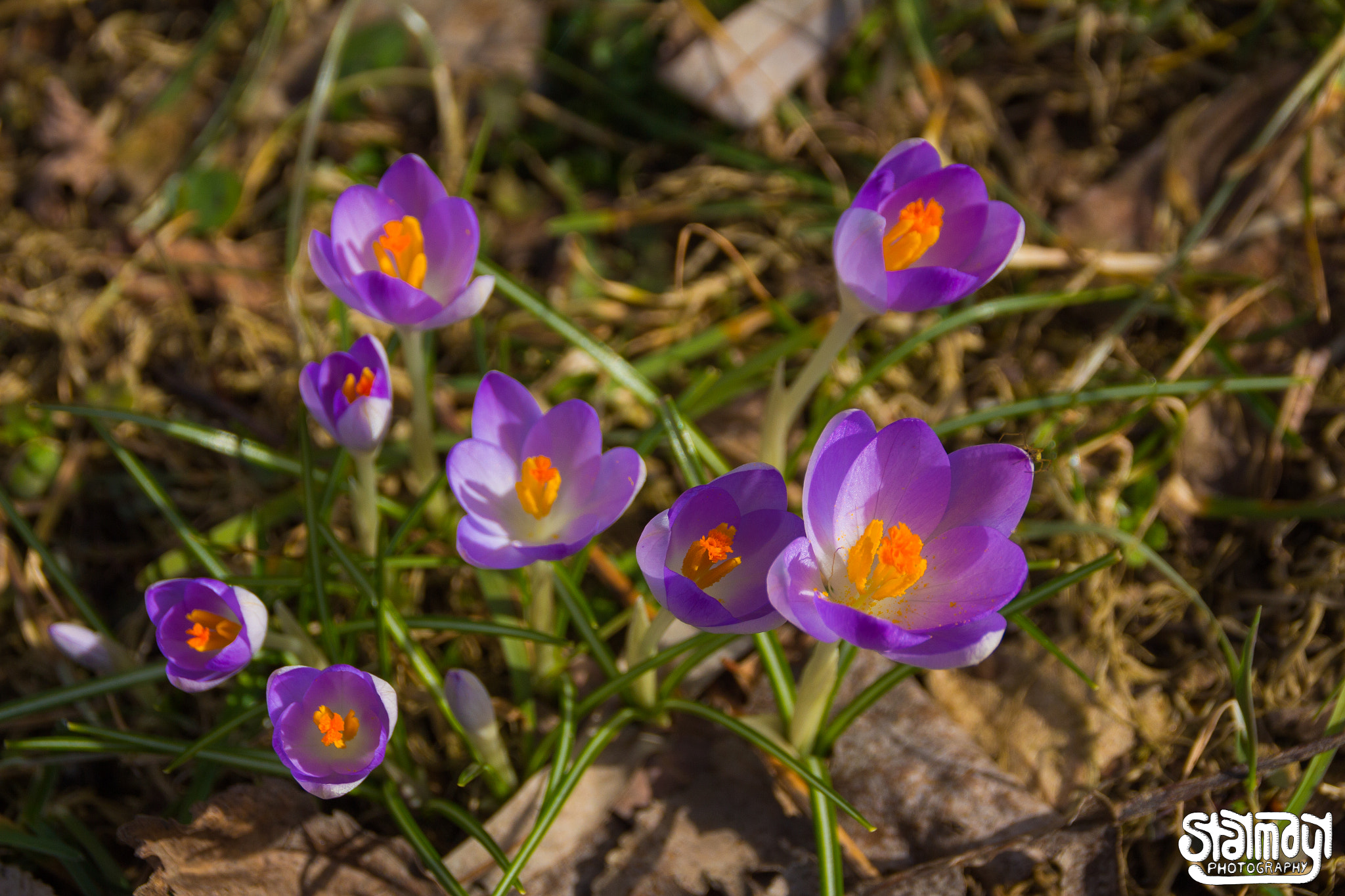 Canon EOS 650D (EOS Rebel T4i / EOS Kiss X6i) sample photo. Spring #2 photography