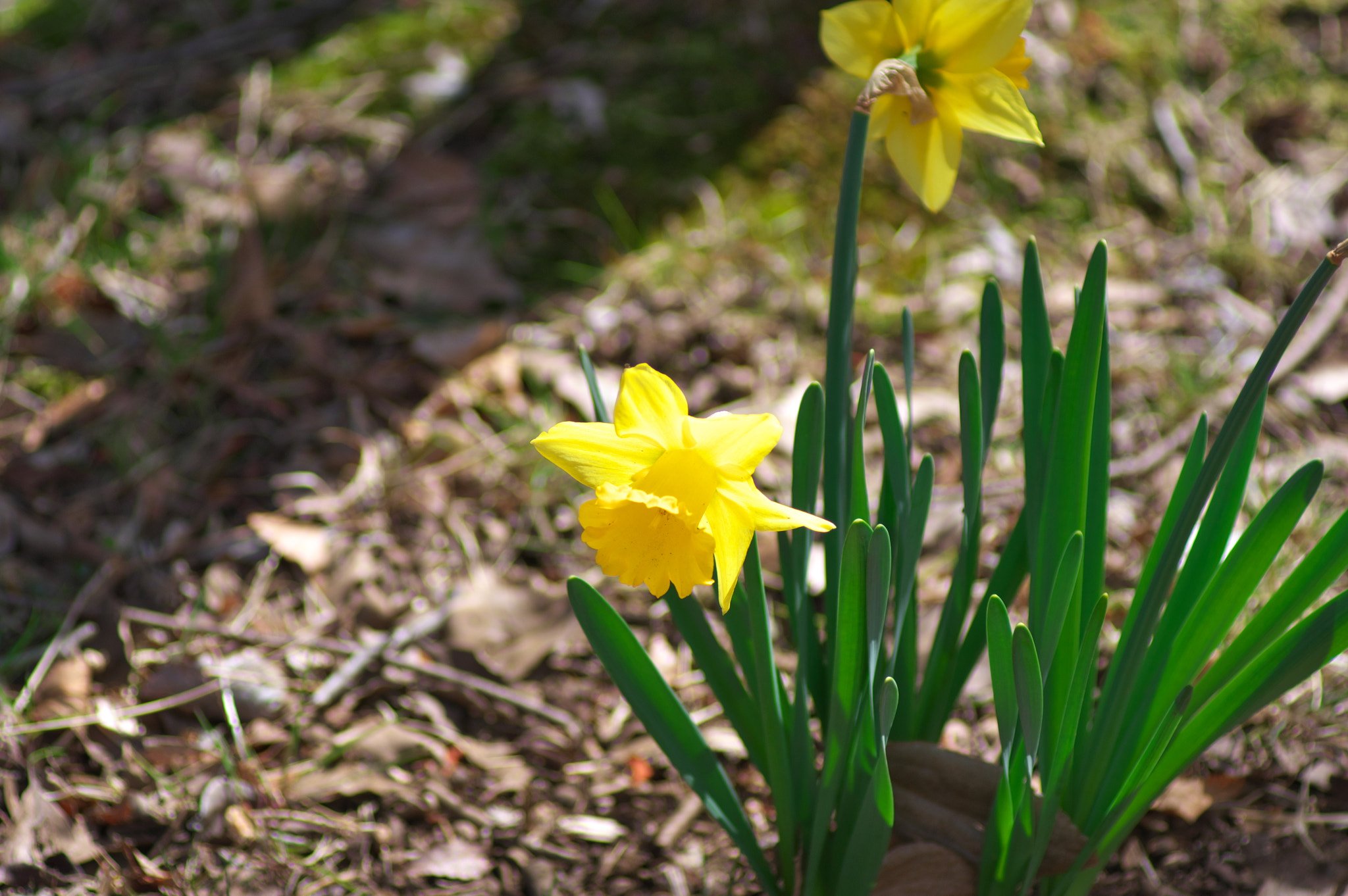 Pentax smc D-FA 100mm F2.8 Macro WR sample photo. Tokyo yellow.... photography