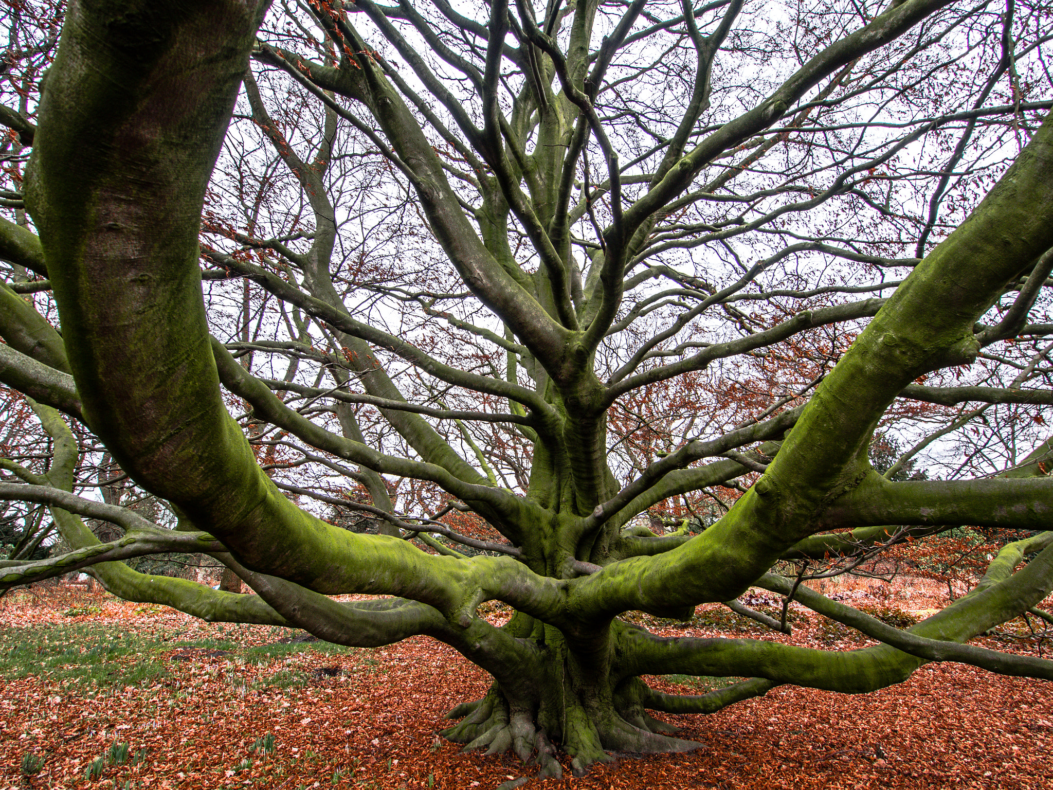 OLYMPUS M.9-18mm F4.0-5.6 sample photo. Enchanted tree ii photography