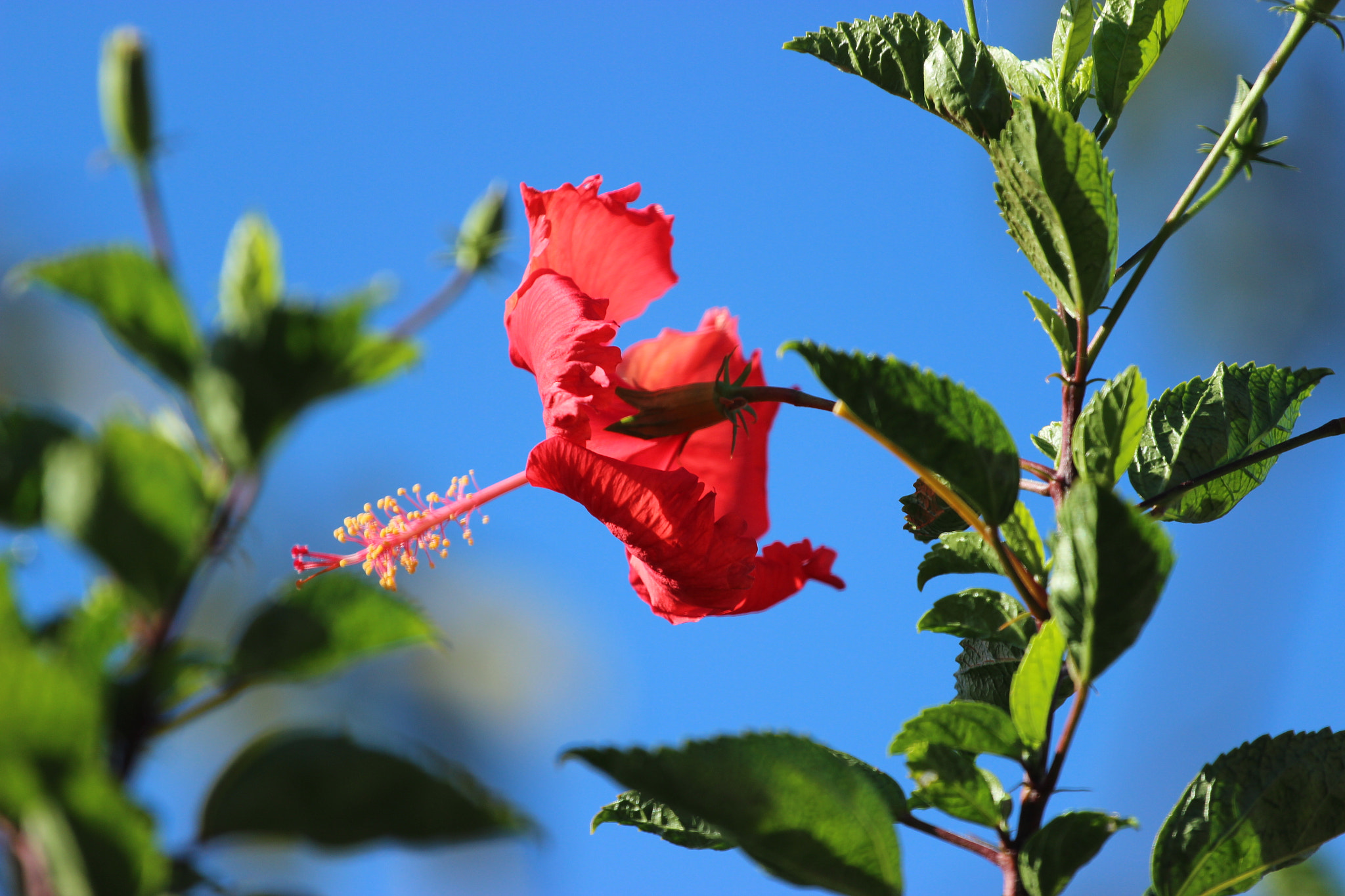 Canon EOS 600D (Rebel EOS T3i / EOS Kiss X5) + Canon EF 70-200mm F4L USM sample photo. Hibiscus photography