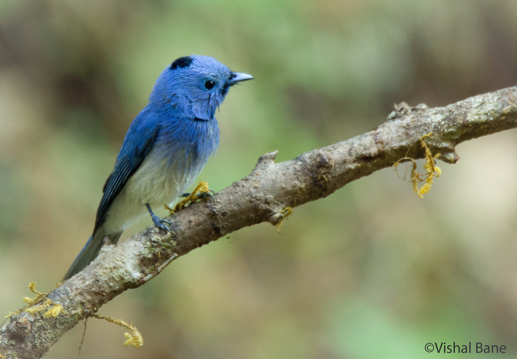 Tamron SP 150-600mm F5-6.3 Di VC USD sample photo. Black naped monarch photography