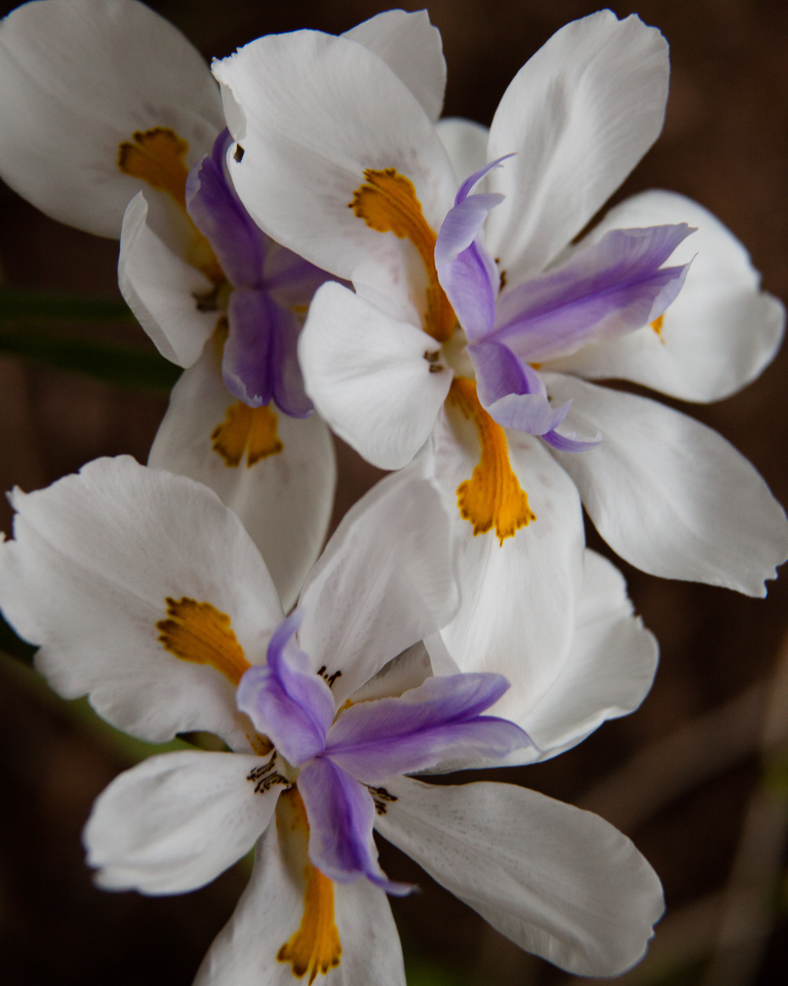 Canon EF 28-135mm F3.5-5.6 IS USM sample photo. African irises photography