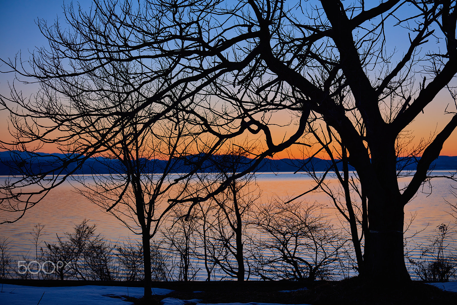 Nikon AF-S Nikkor 24-70mm F2.8G ED sample photo. Silhouette tree photography