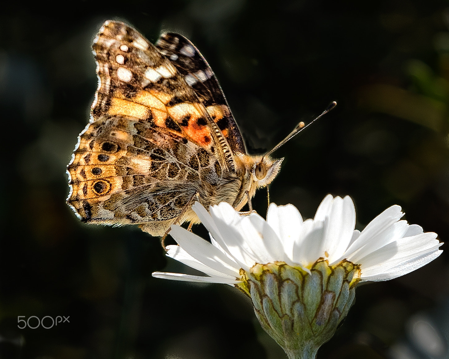 Nikon D810 sample photo. Beautiful painted lady photography