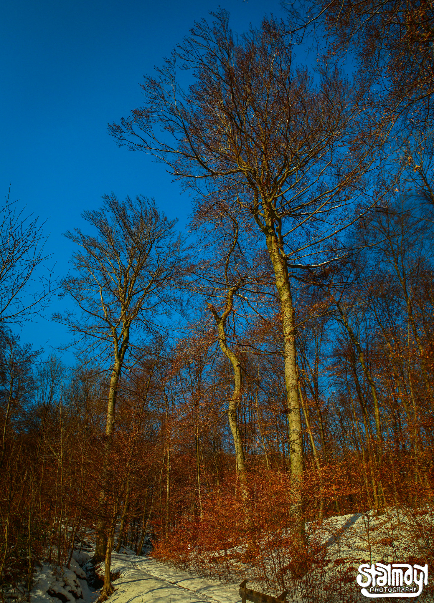 Canon EOS 650D (EOS Rebel T4i / EOS Kiss X6i) sample photo. Into the woods photography