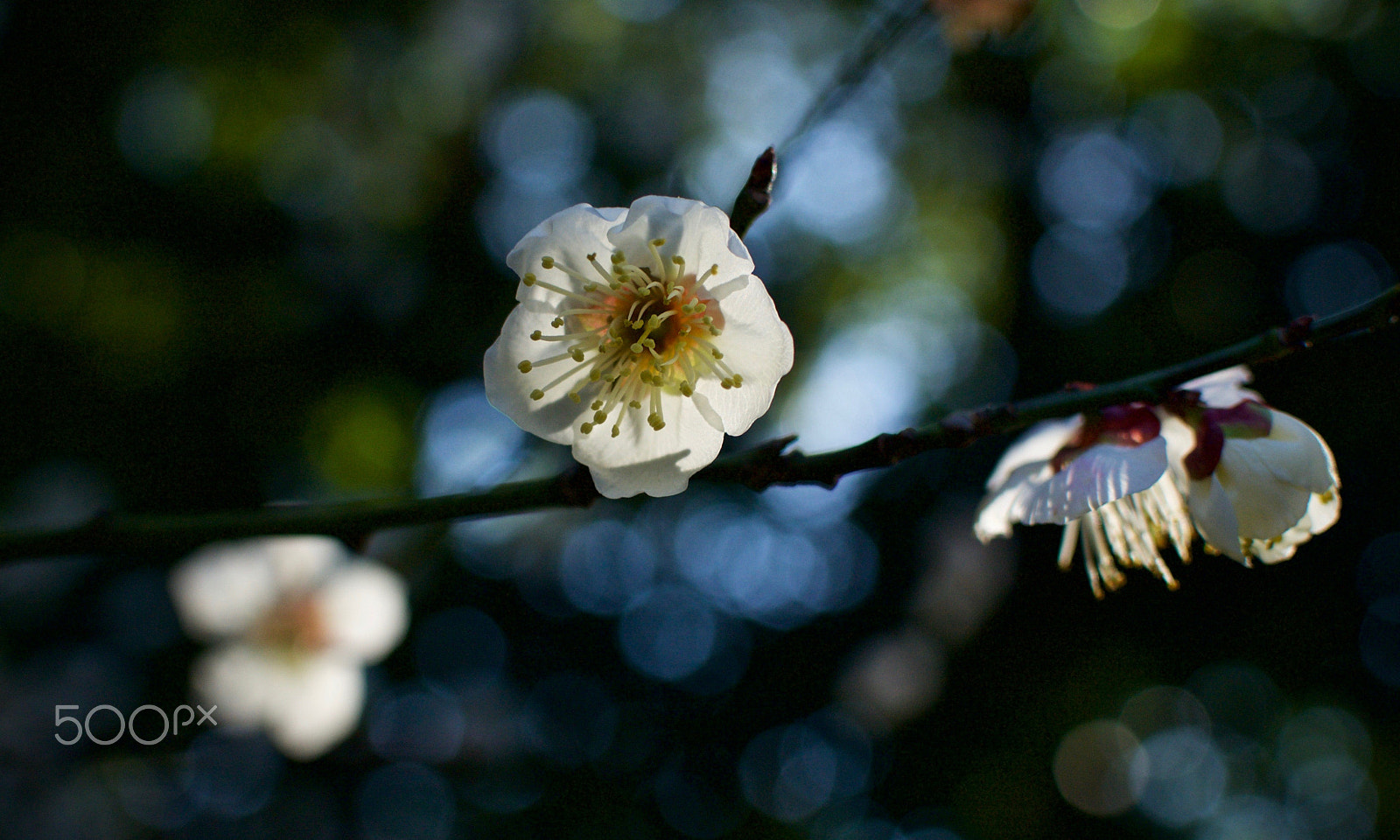 Nikon 1 J2 sample photo. White plum blossoms photography