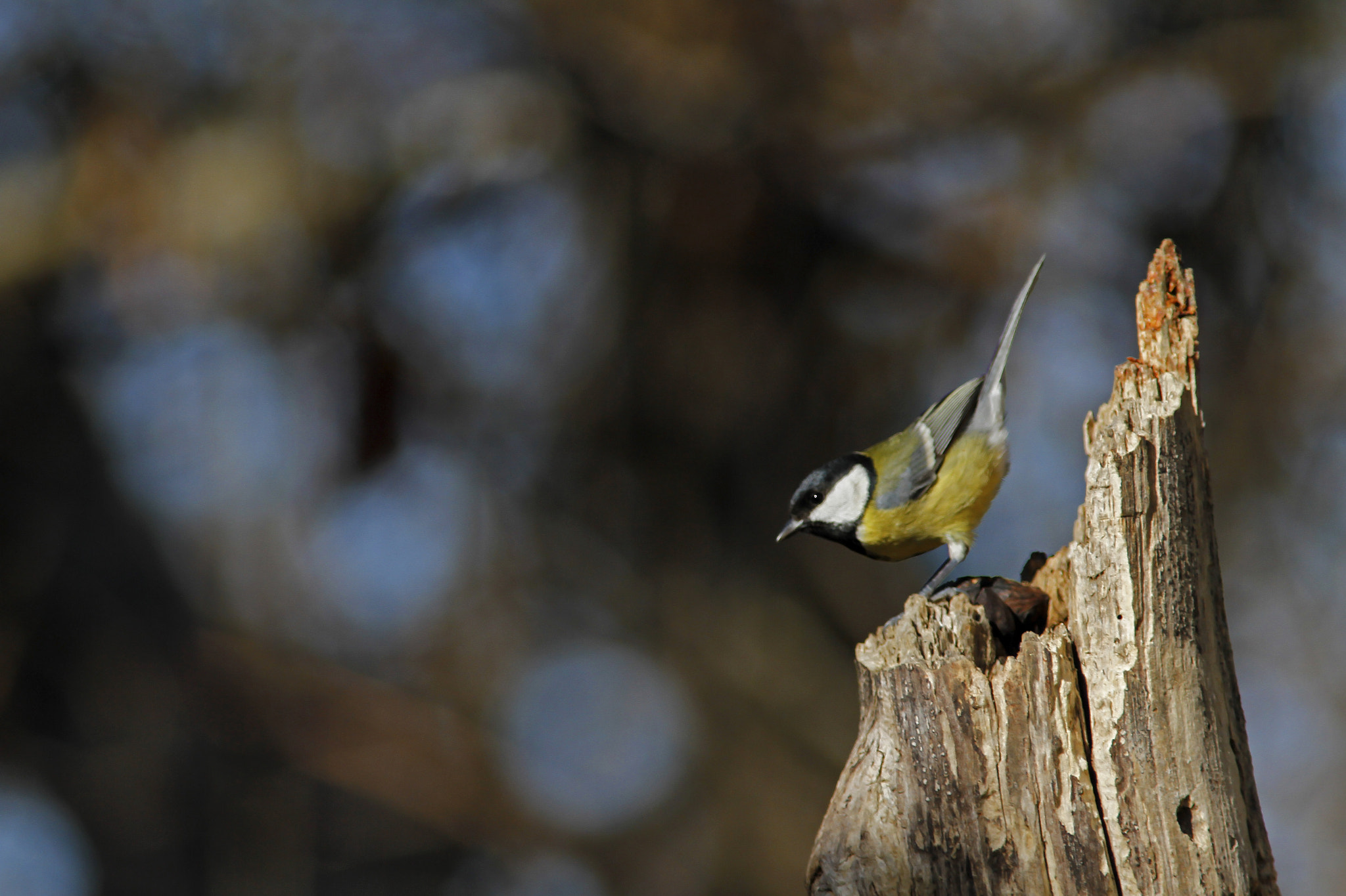 Canon EF 300mm f/4L + 1.4x sample photo. Bending great tit photography