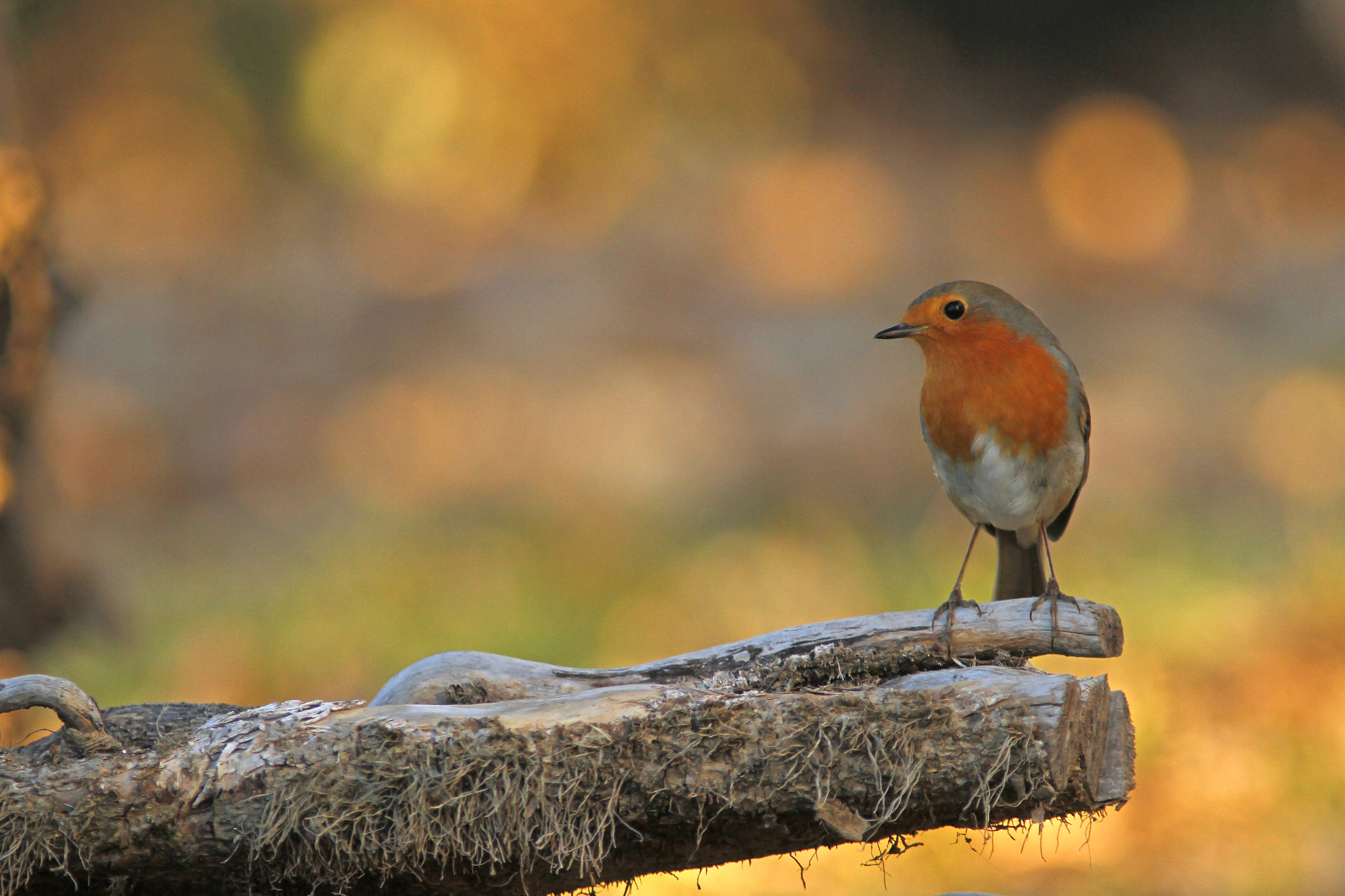 Canon EOS 7D + Canon EF 300mm f/4L + 1.4x sample photo. Robin on a branch photography