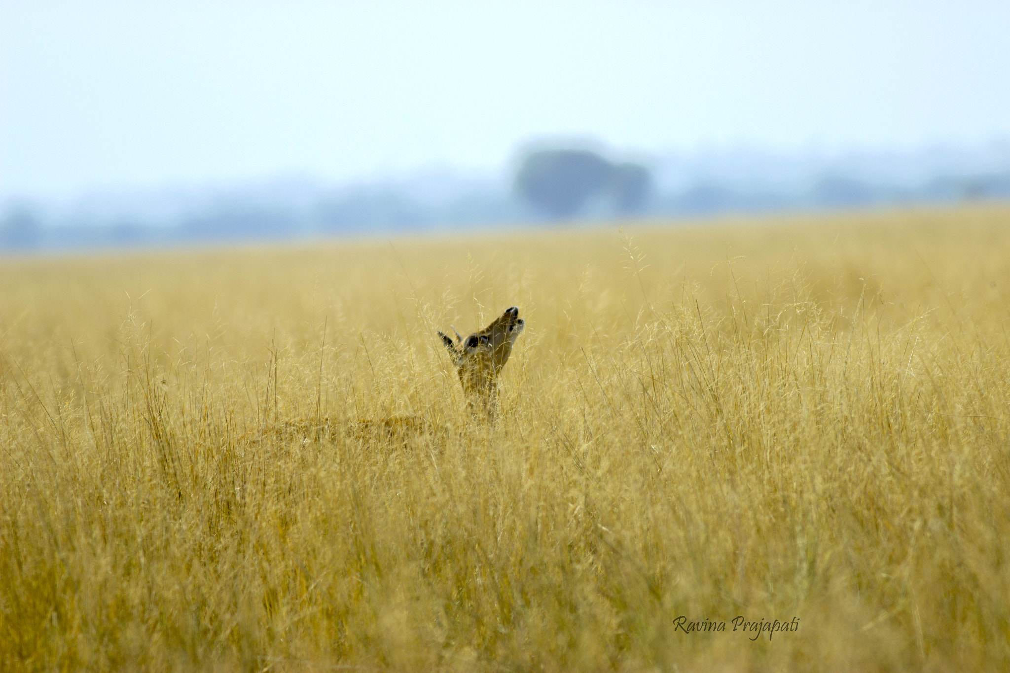 Canon EOS 600D (Rebel EOS T3i / EOS Kiss X5) + Canon EF 400mm F5.6L USM sample photo. Blackbuck scenery .. photography