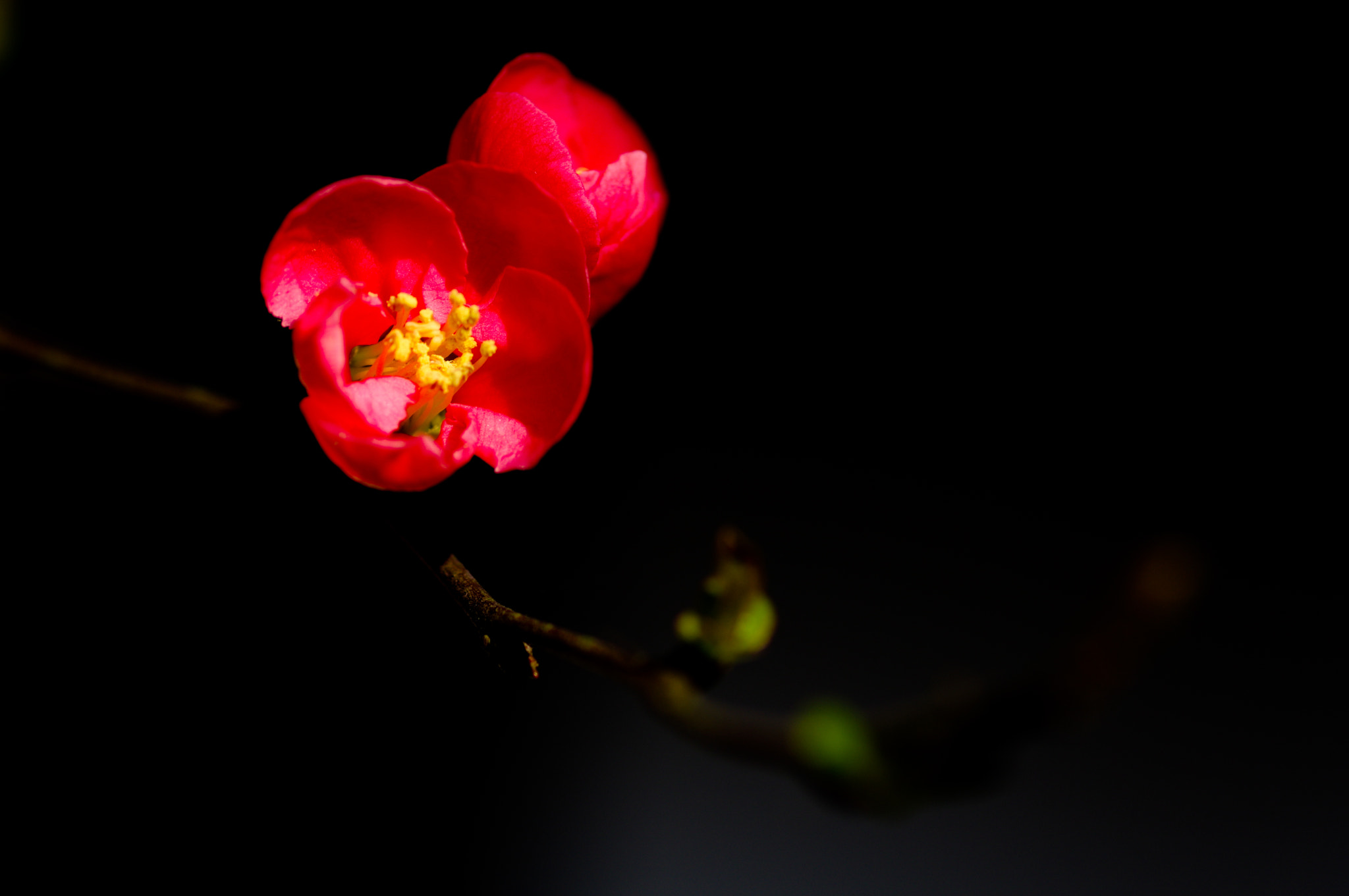Pentax smc D-FA 100mm F2.8 Macro WR sample photo. Red plum photography