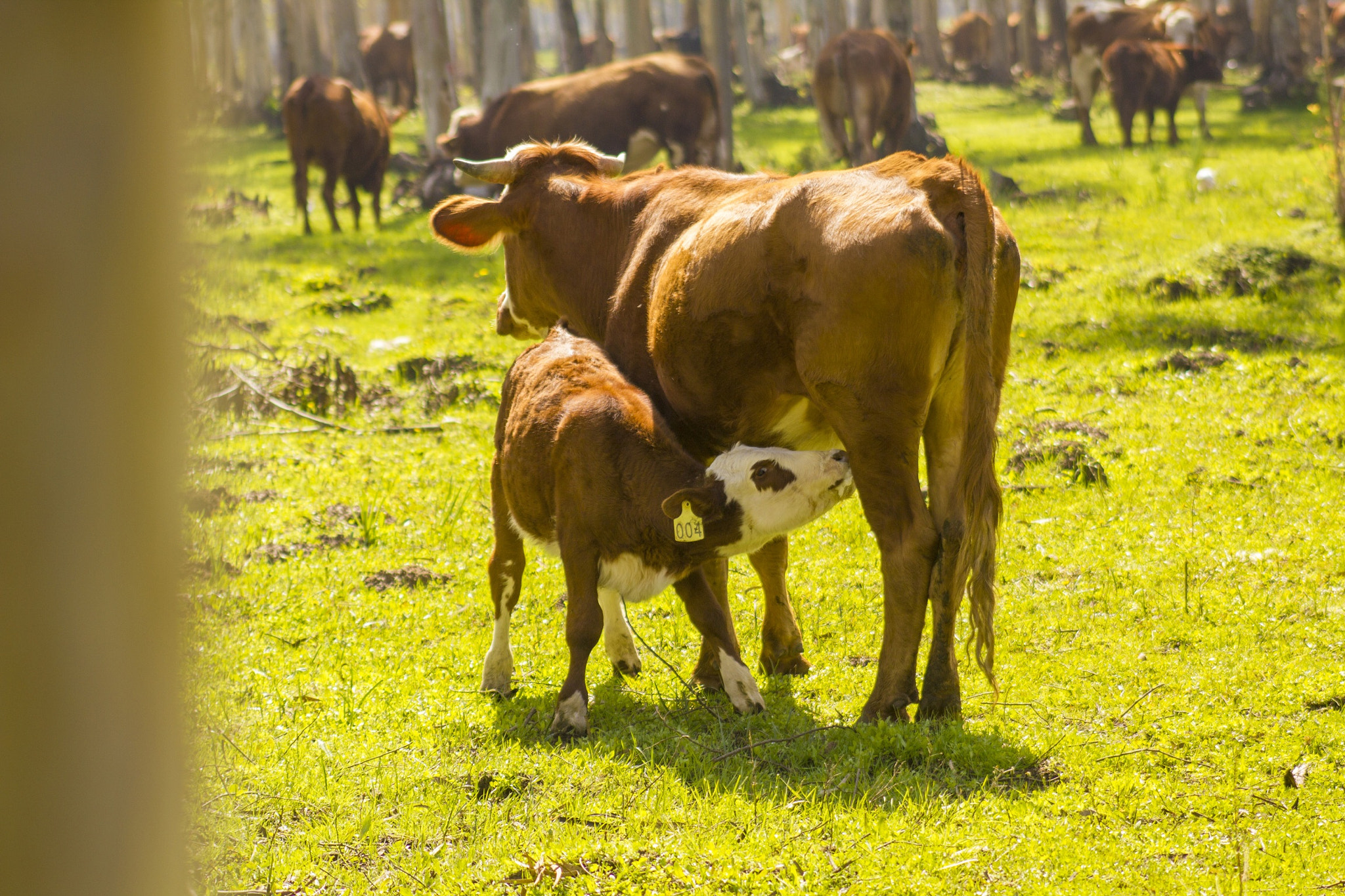 Canon EOS 550D (EOS Rebel T2i / EOS Kiss X4) + EF75-300mm f/4-5.6 sample photo. Calf eat from his mom photography