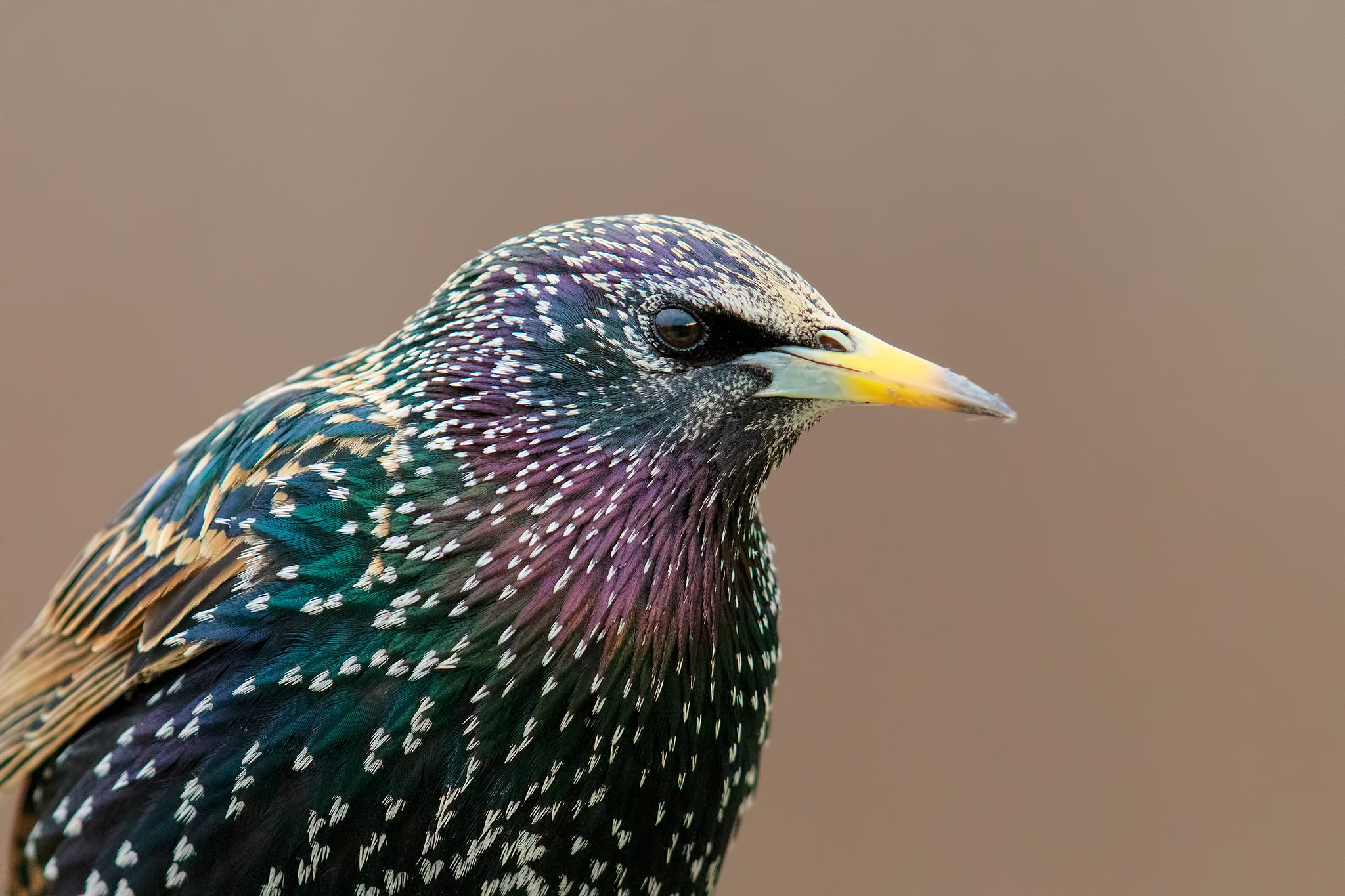 Canon EF 600mm F4L IS II USM sample photo. Close-up high iso  (common starling) photography