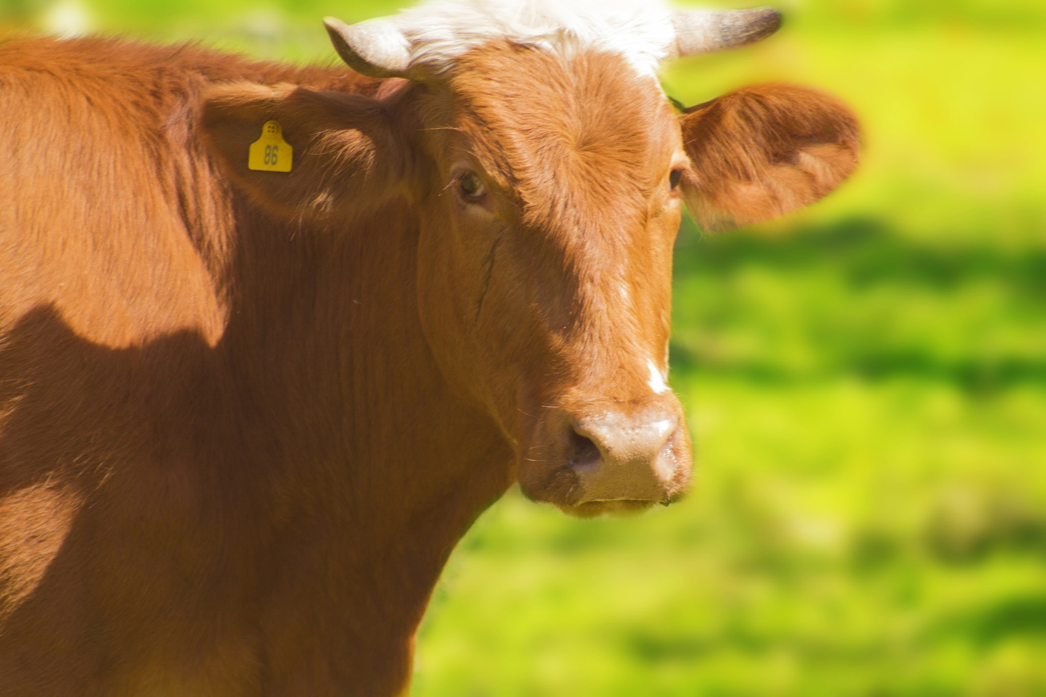 Canon EOS 550D (EOS Rebel T2i / EOS Kiss X4) + EF75-300mm f/4-5.6 sample photo. Cow closeup inside the forest photography