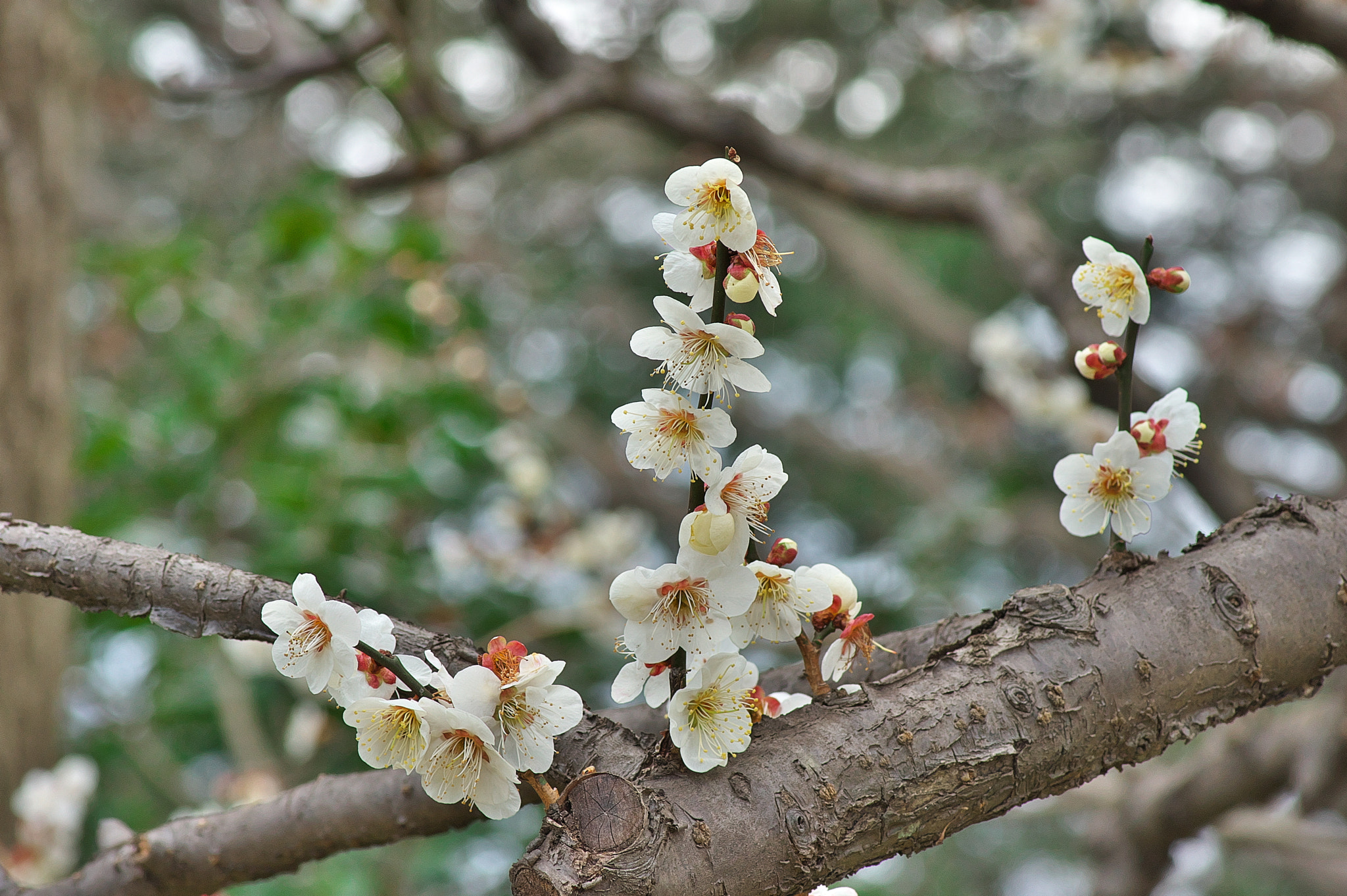 Pentax smc D-FA 100mm F2.8 Macro WR sample photo. The hero of today.... photography