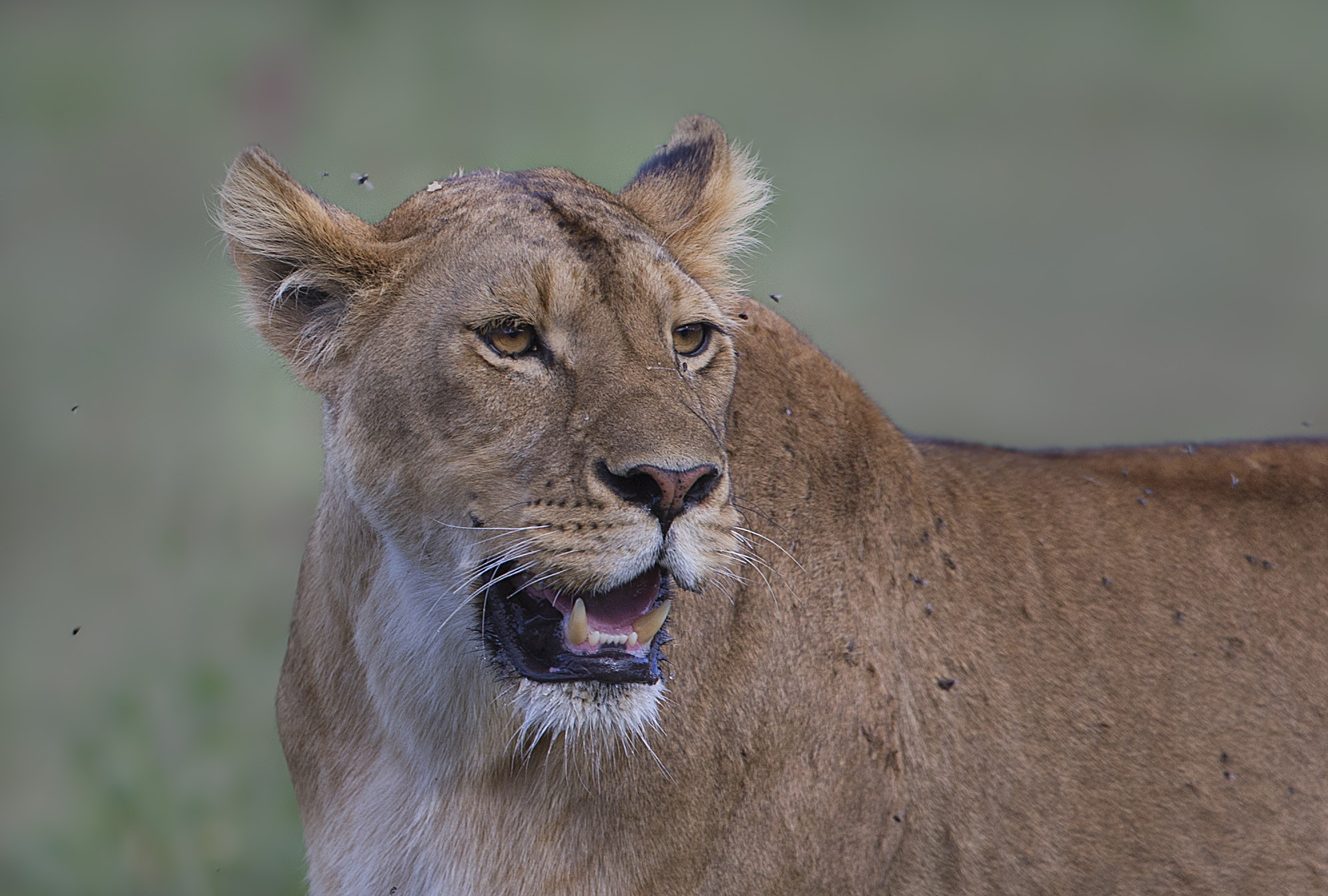 Canon EOS-1D X + Canon EF 500mm F4L IS USM sample photo. Lioness photography