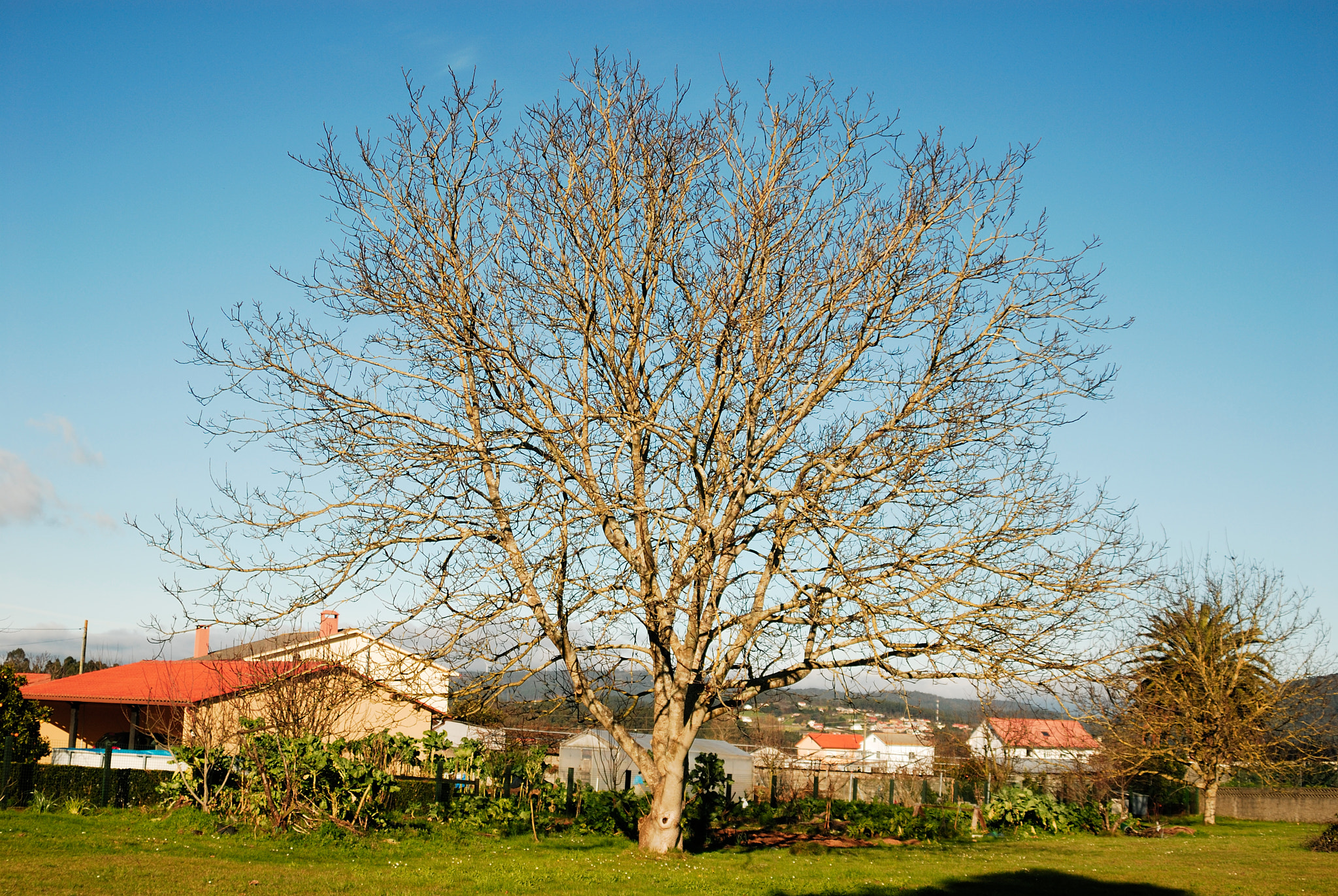 Nikon D200 sample photo. Arbore rural 2 photography