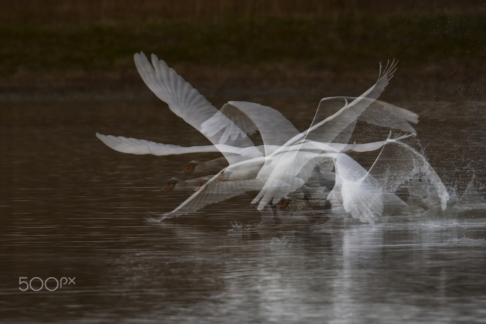 Sigma 150-600mm F5-6.3 DG OS HSM | S sample photo. Il decollo photography