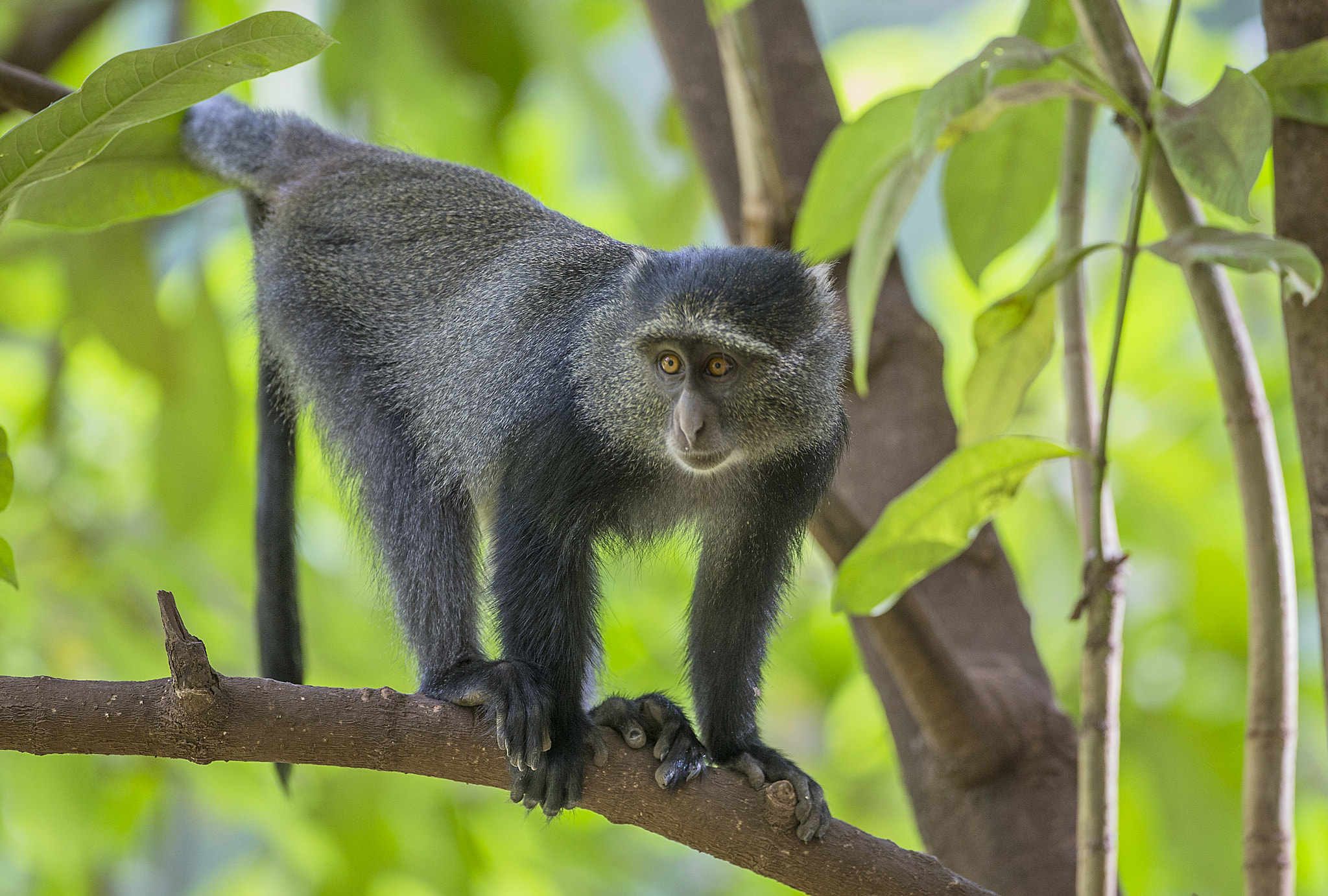 Canon EOS-1D X + Canon EF 500mm F4L IS USM sample photo. Blue monkey photography