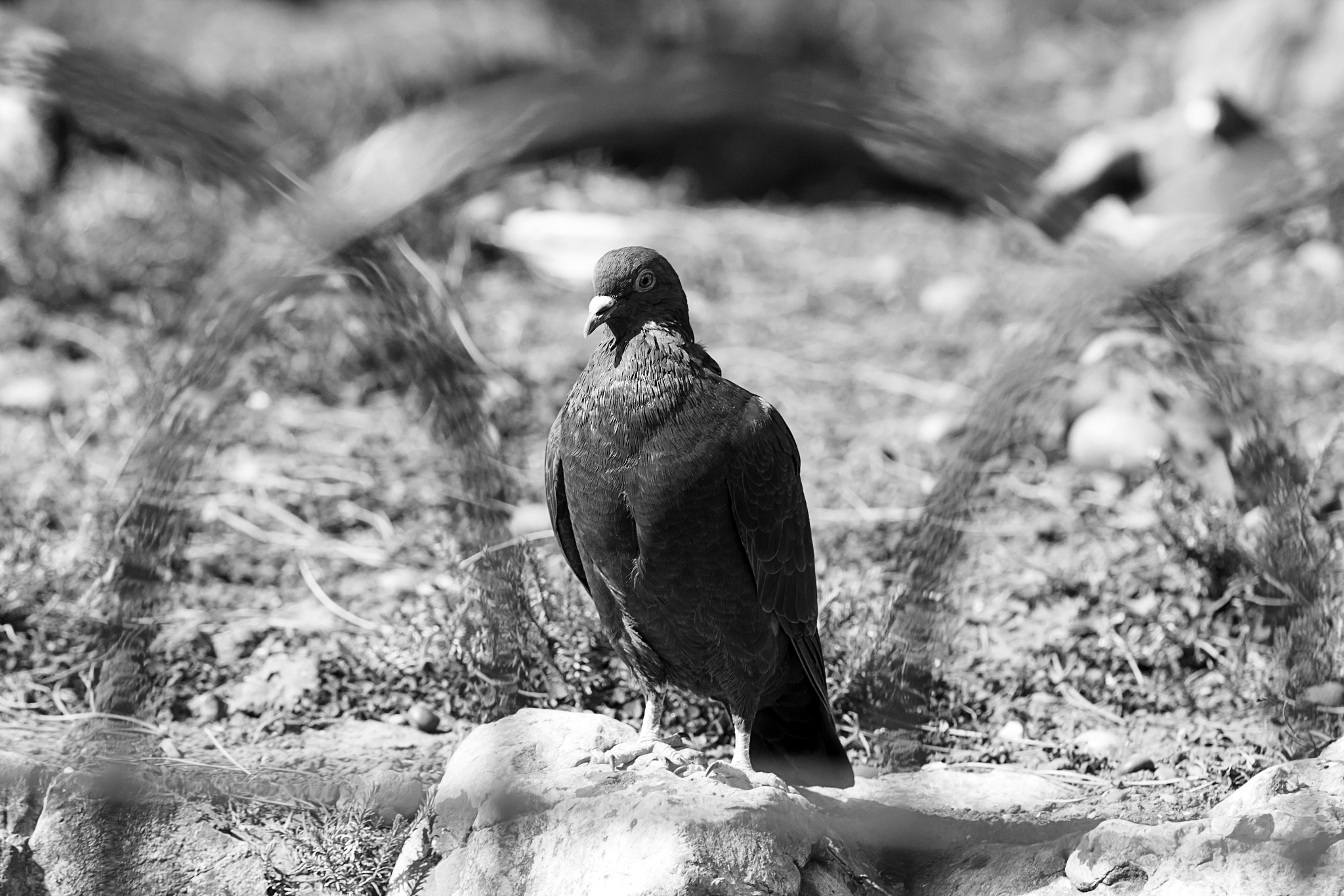 Canon EOS 60D + Sigma 50-200mm F4-5.6 DC OS HSM sample photo. Pigeon fances photography