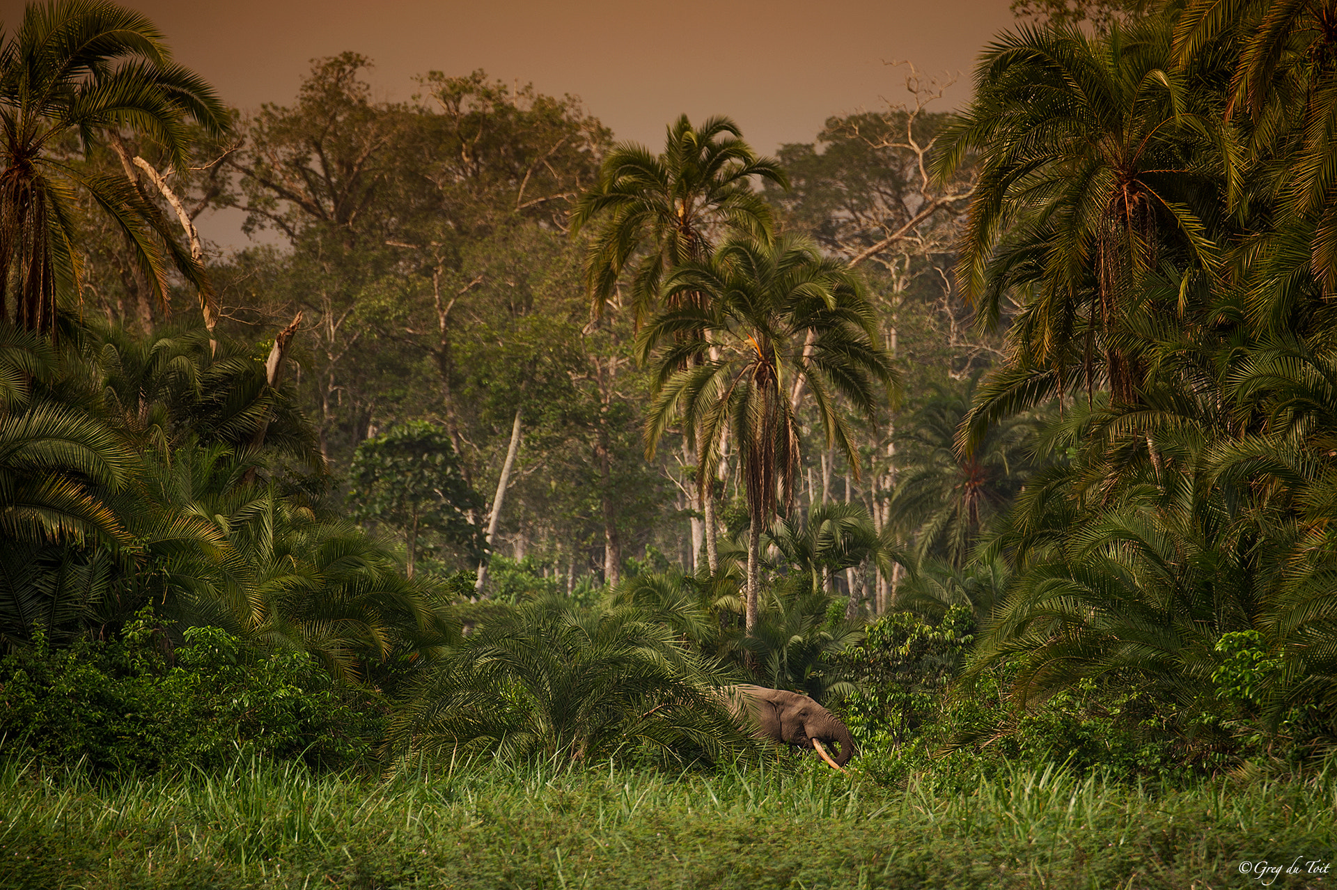 Nikon D3S + Nikon AF-S Nikkor 80-400mm F4.5-5.6G ED VR sample photo. Congo elephant photography