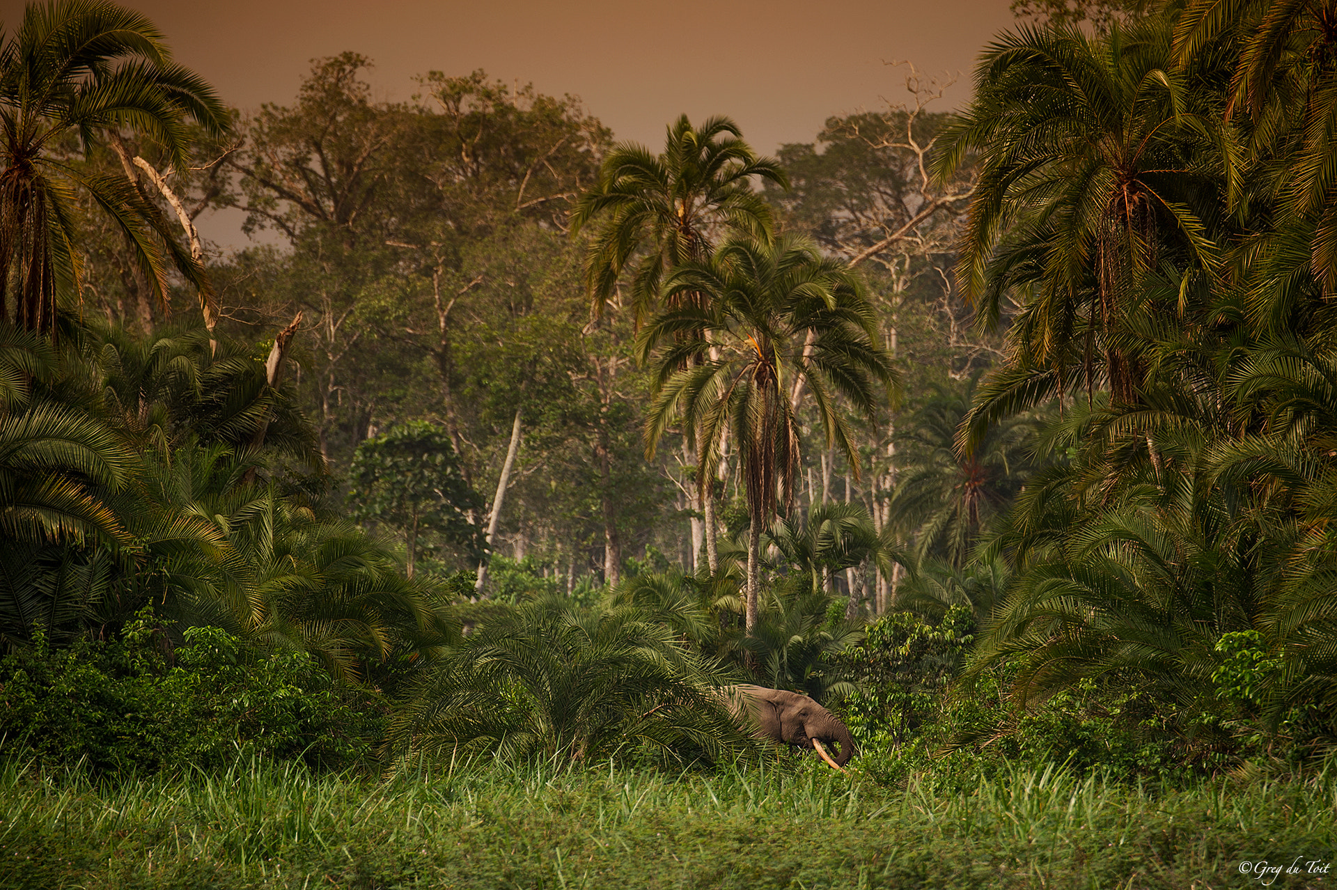 Nikon D3S sample photo. Congo elephant photography