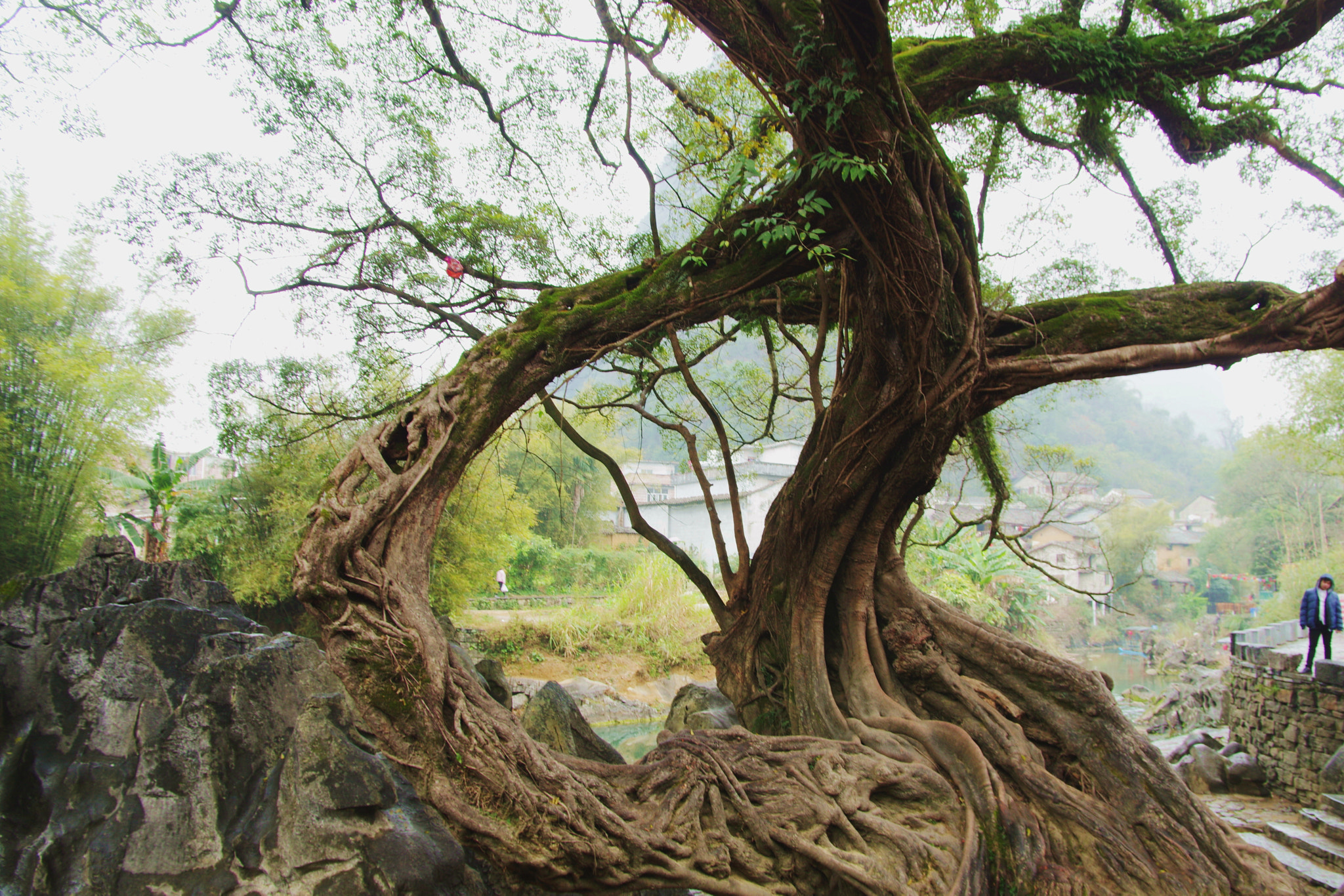 Pentax K-3 + Pentax smc DA* 16-50mm F2.8 ED AL (IF) SDM sample photo. Old tree photography