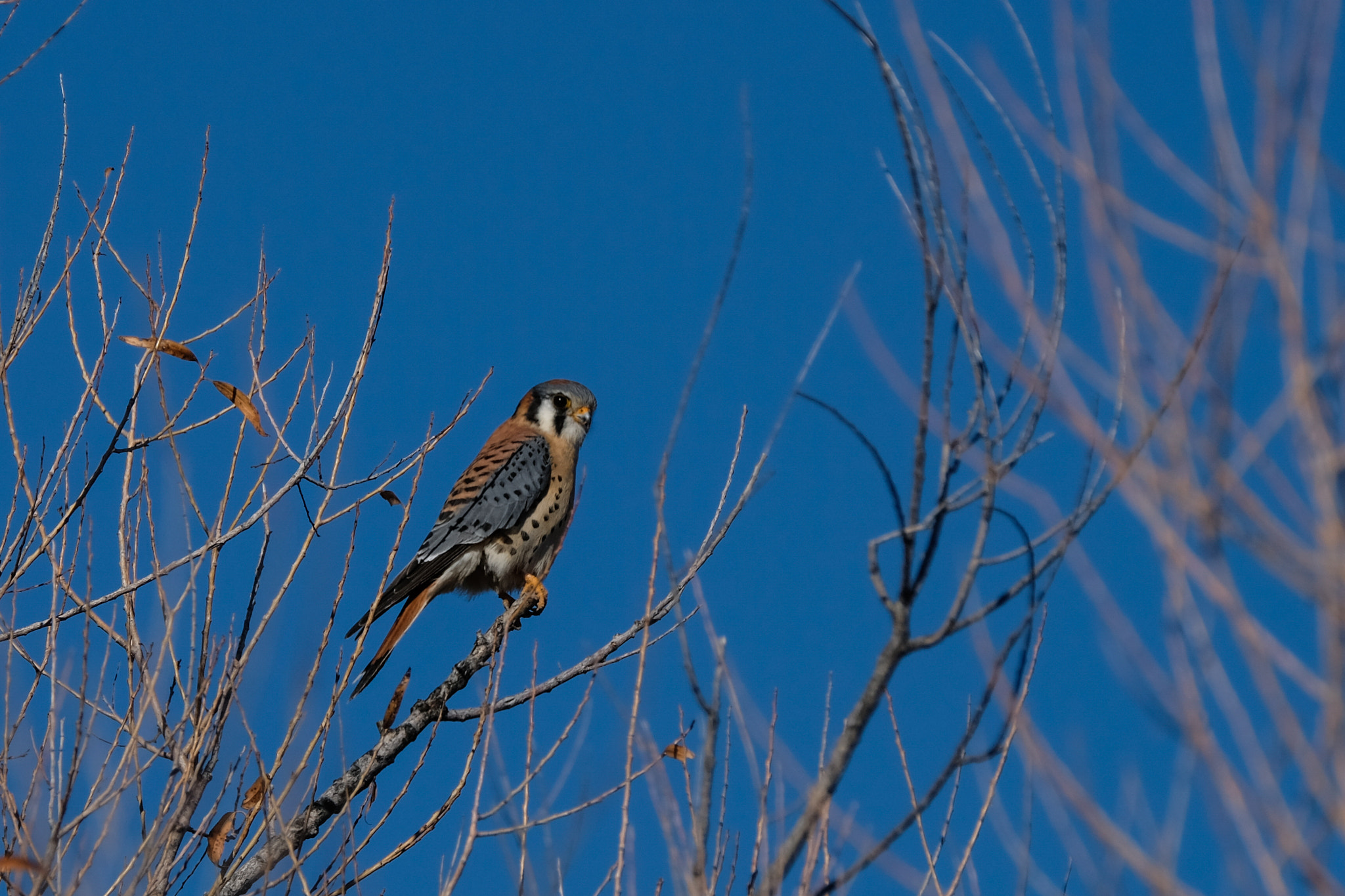 Fujifilm XF 100-400mm F4.5-5.6 R LM OIS WR sample photo. American kestrel photography