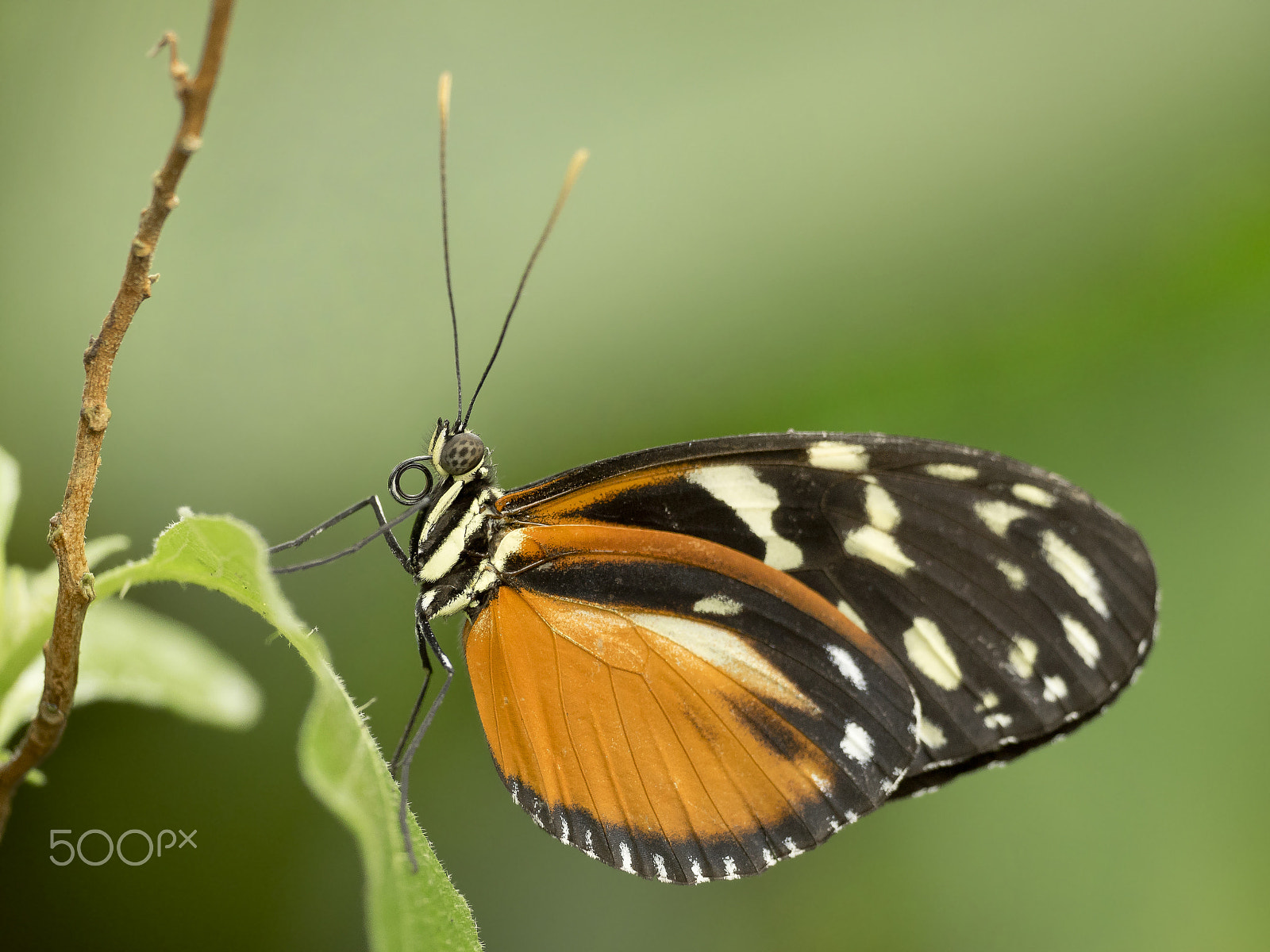 Olympus OM-D E-M1 + OLYMPUS M.300mm F4.0 sample photo. Butterfly photography