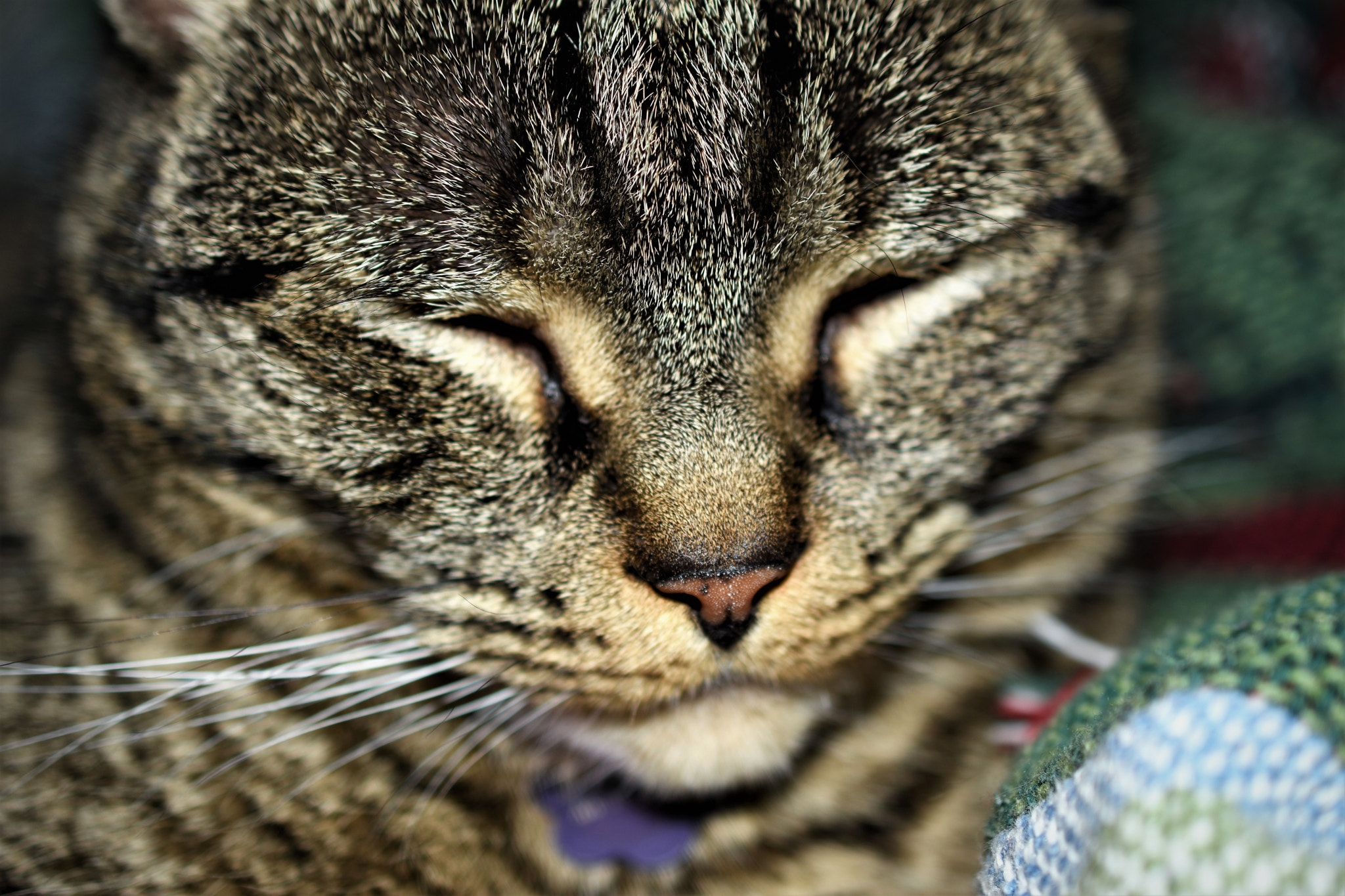 Nikon AF-S DX Micro Nikkor 40mm F2.8 sample photo. A cat photography