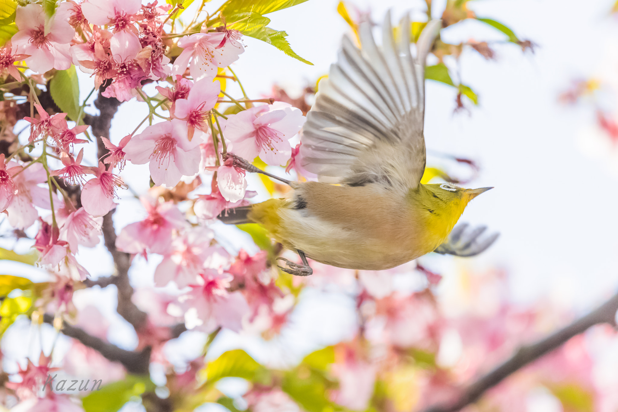 Nikon Nikkor AF-S 300mm F4E PF ED VR sample photo. Fat,,,,,,,,,,,,, photography