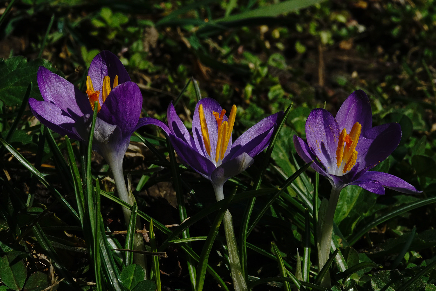 100mm F2.8 SSM sample photo. Threesome photography