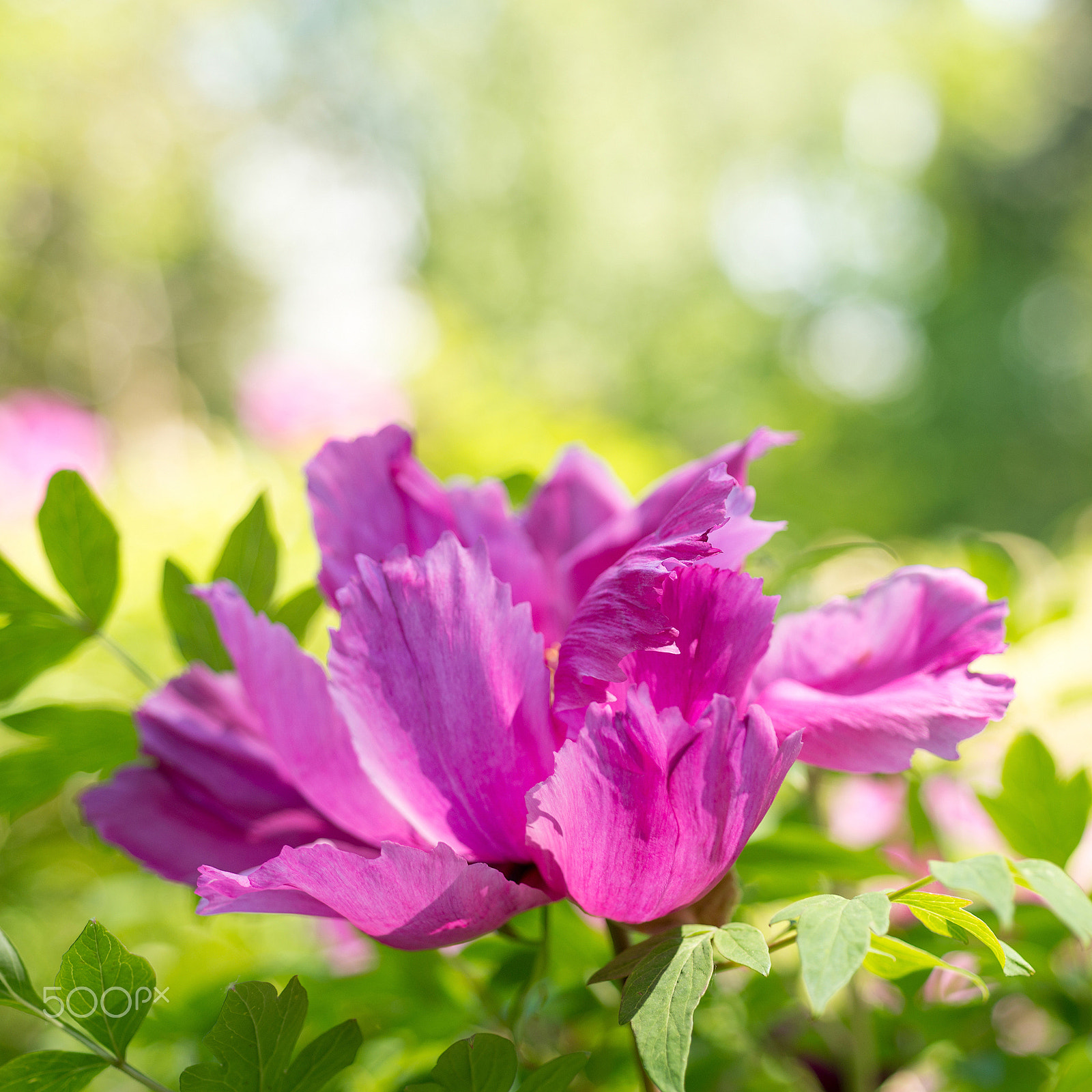 Nikon AF Micro-Nikkor 60mm F2.8D sample photo. Paeonia suffruticosa flower photography
