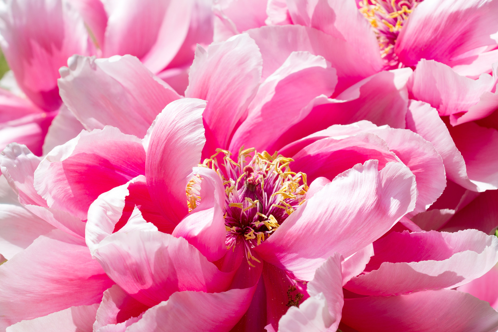 Nikon AF Micro-Nikkor 60mm F2.8D sample photo. Paeonia suffruticosa flower photography