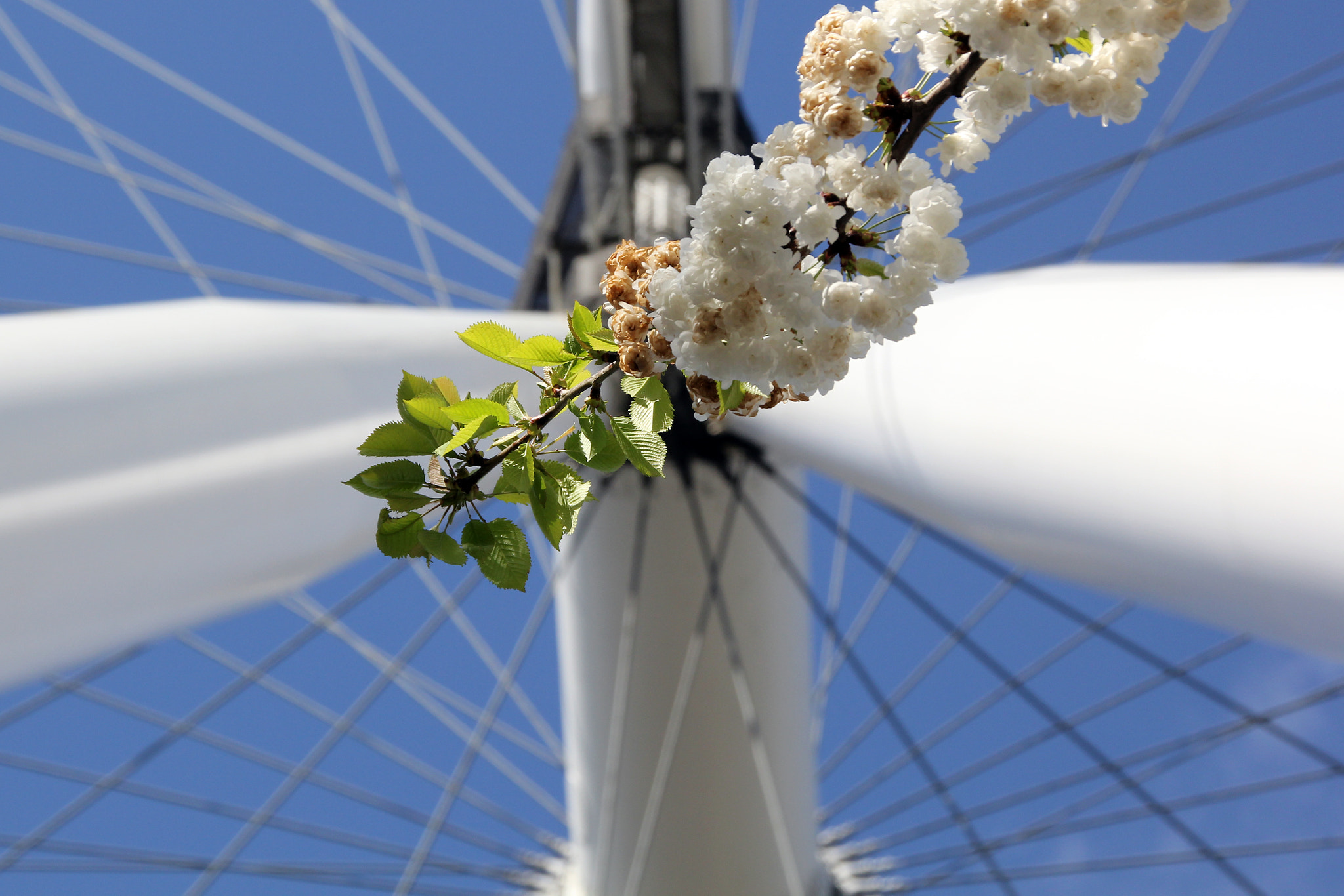 Canon EOS 60D sample photo. Spring flower wheel photography