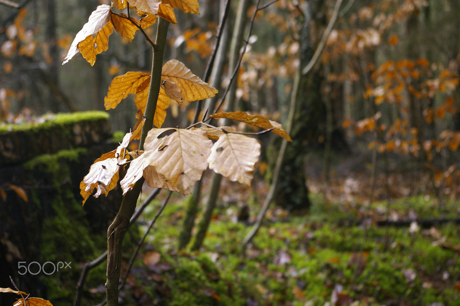 Pentax K100D Super sample photo. Rest of autumn photography