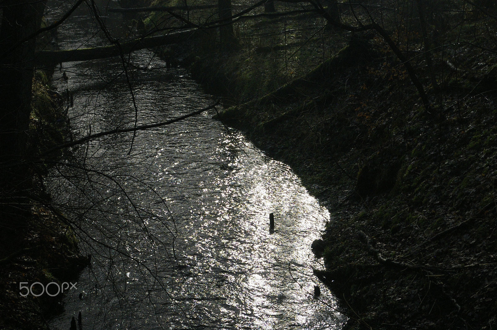 Pentax K100D Super sample photo. Morning in forest photography