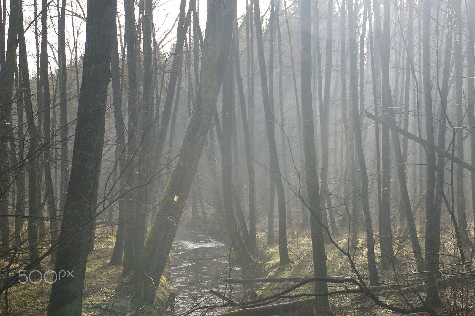Pentax K100D Super sample photo. Fog in forest photography