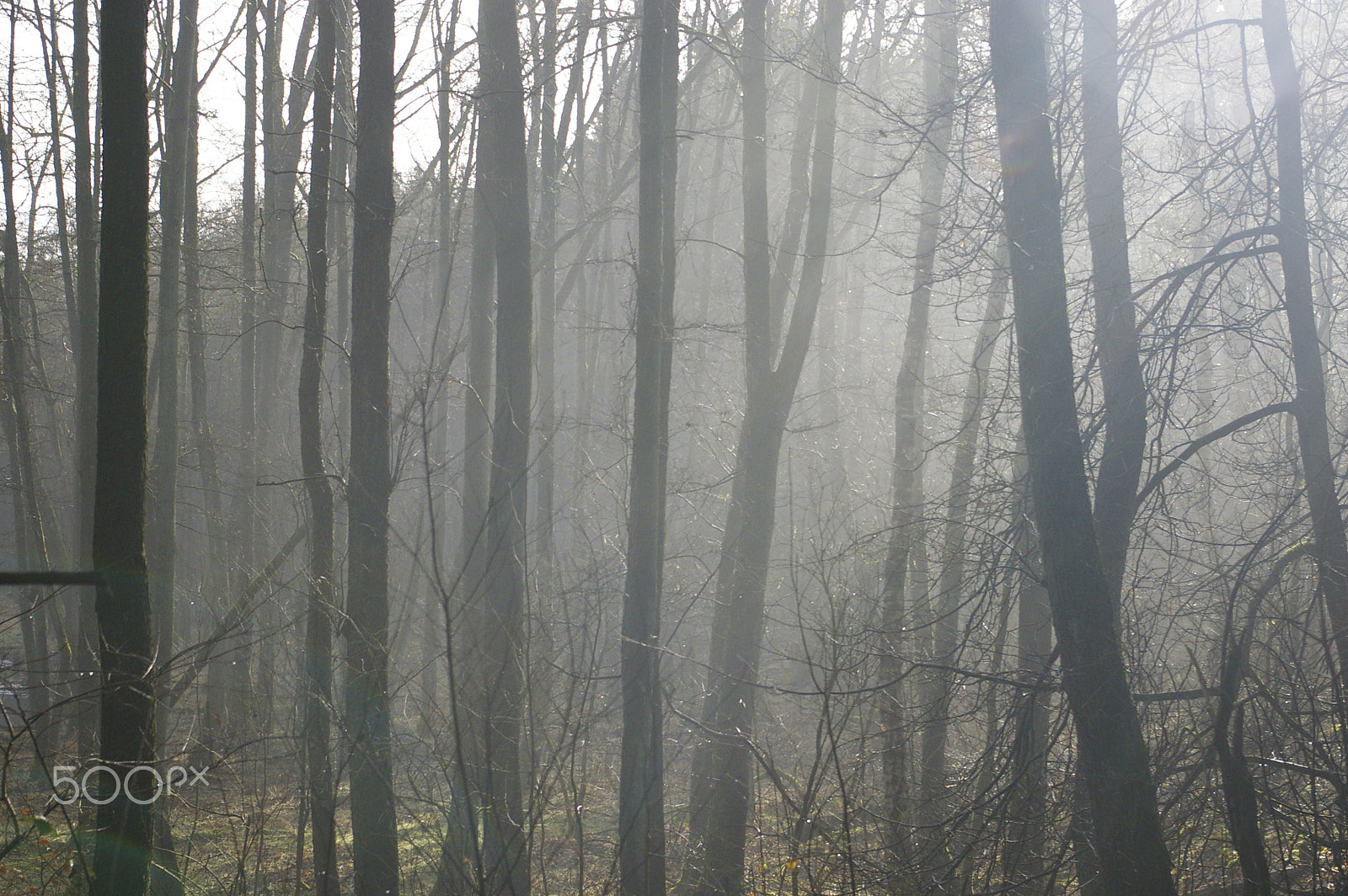 Pentax K100D Super sample photo. Fog in forest photography