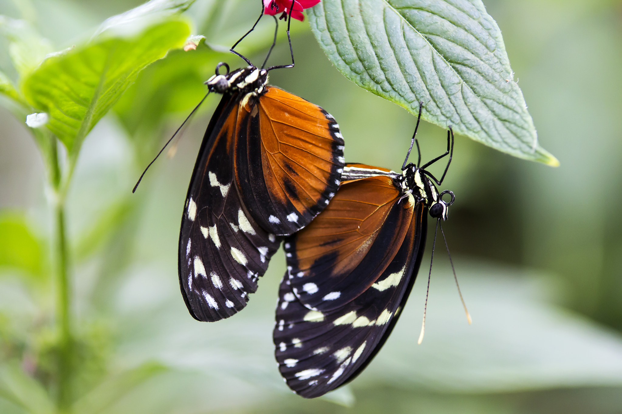 Canon EOS 60D sample photo. Butterflies photography