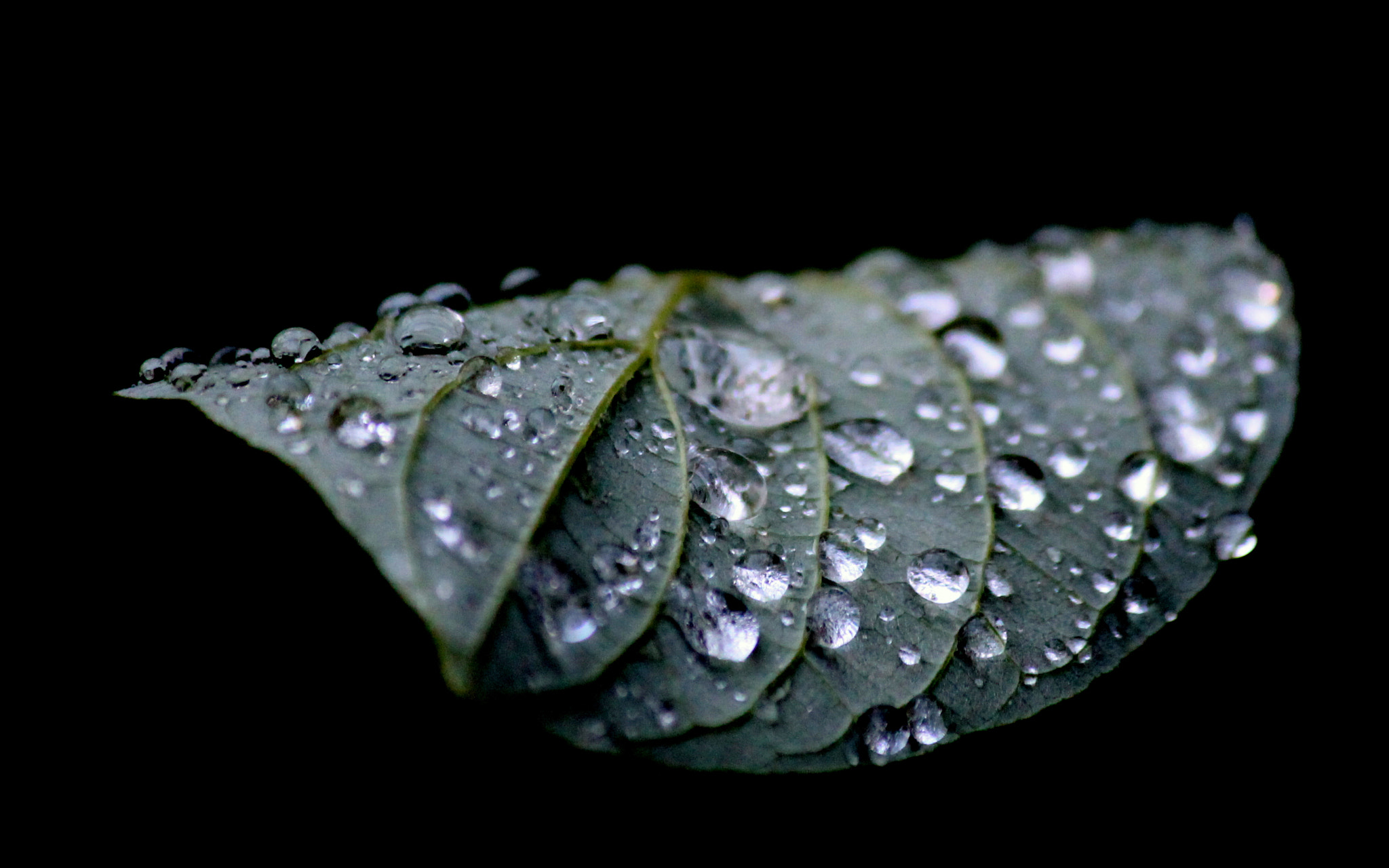 Canon EF-S 55-250mm F4-5.6 IS sample photo. Drops photography