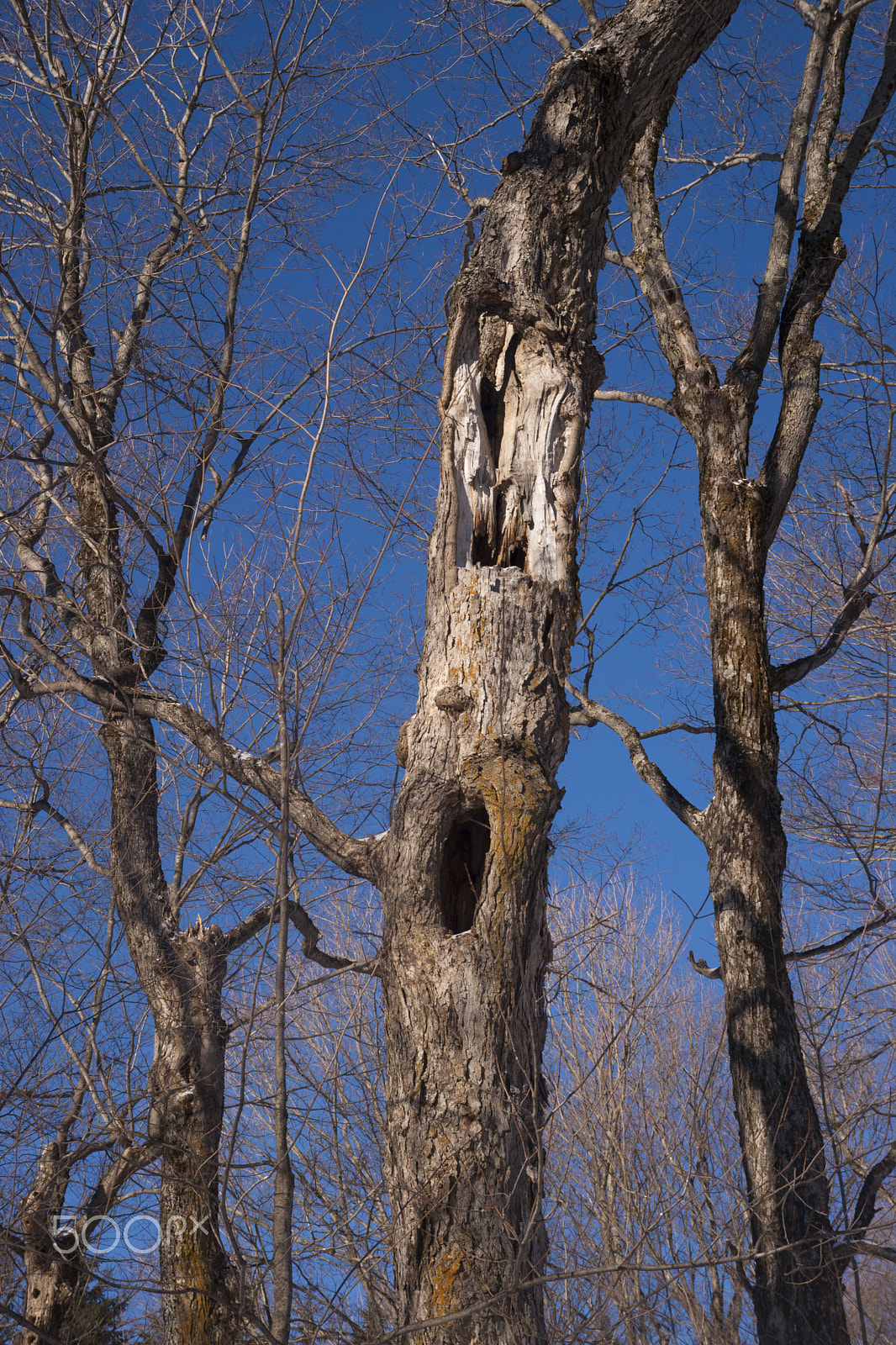 Sigma 17-70mm F2.8-4.5 (D) sample photo. The forest inhabitants photography