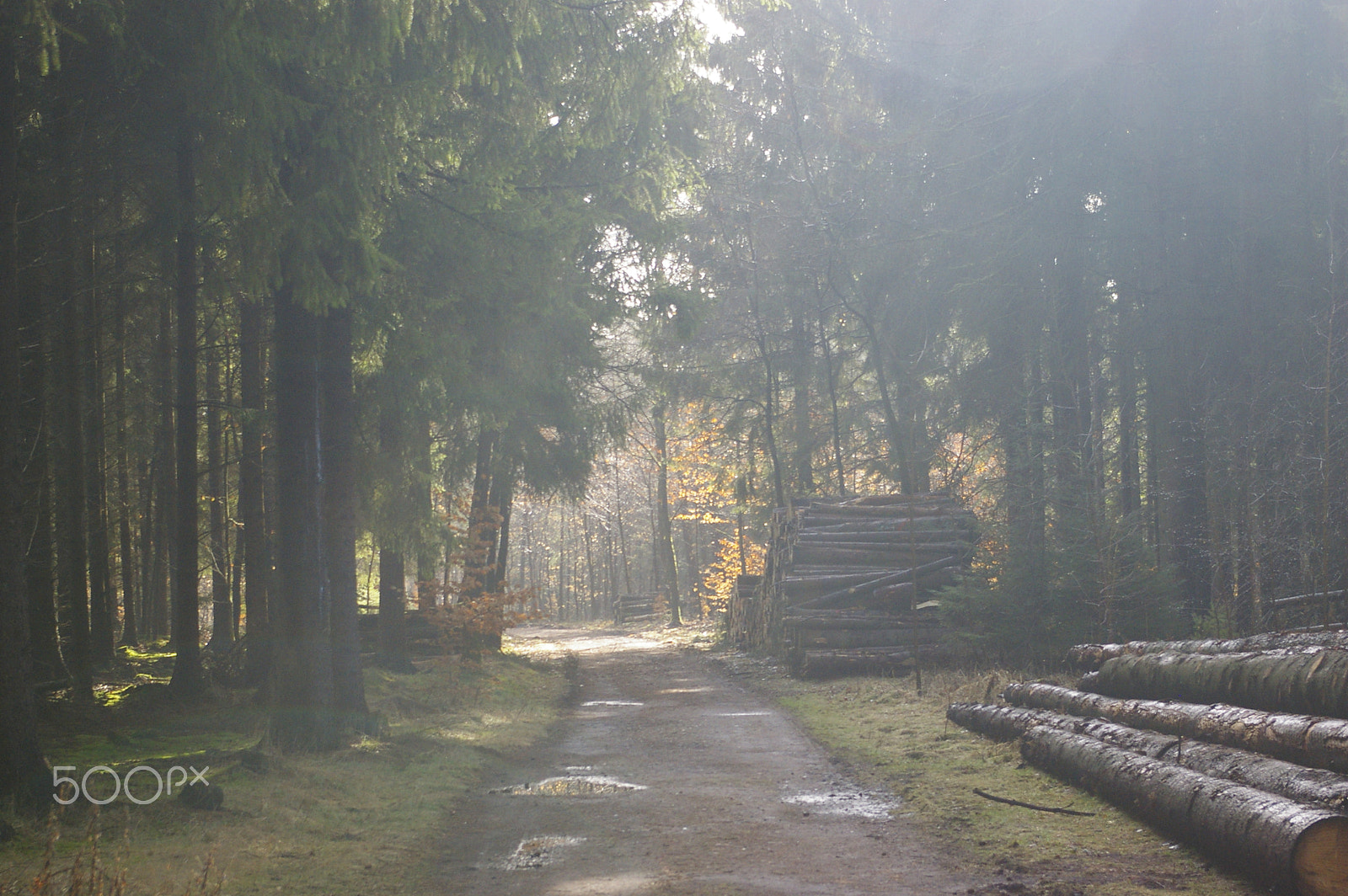 Pentax K100D Super + Pentax smc DA 18-55mm F3.5-5.6 AL sample photo. Path in forest photography