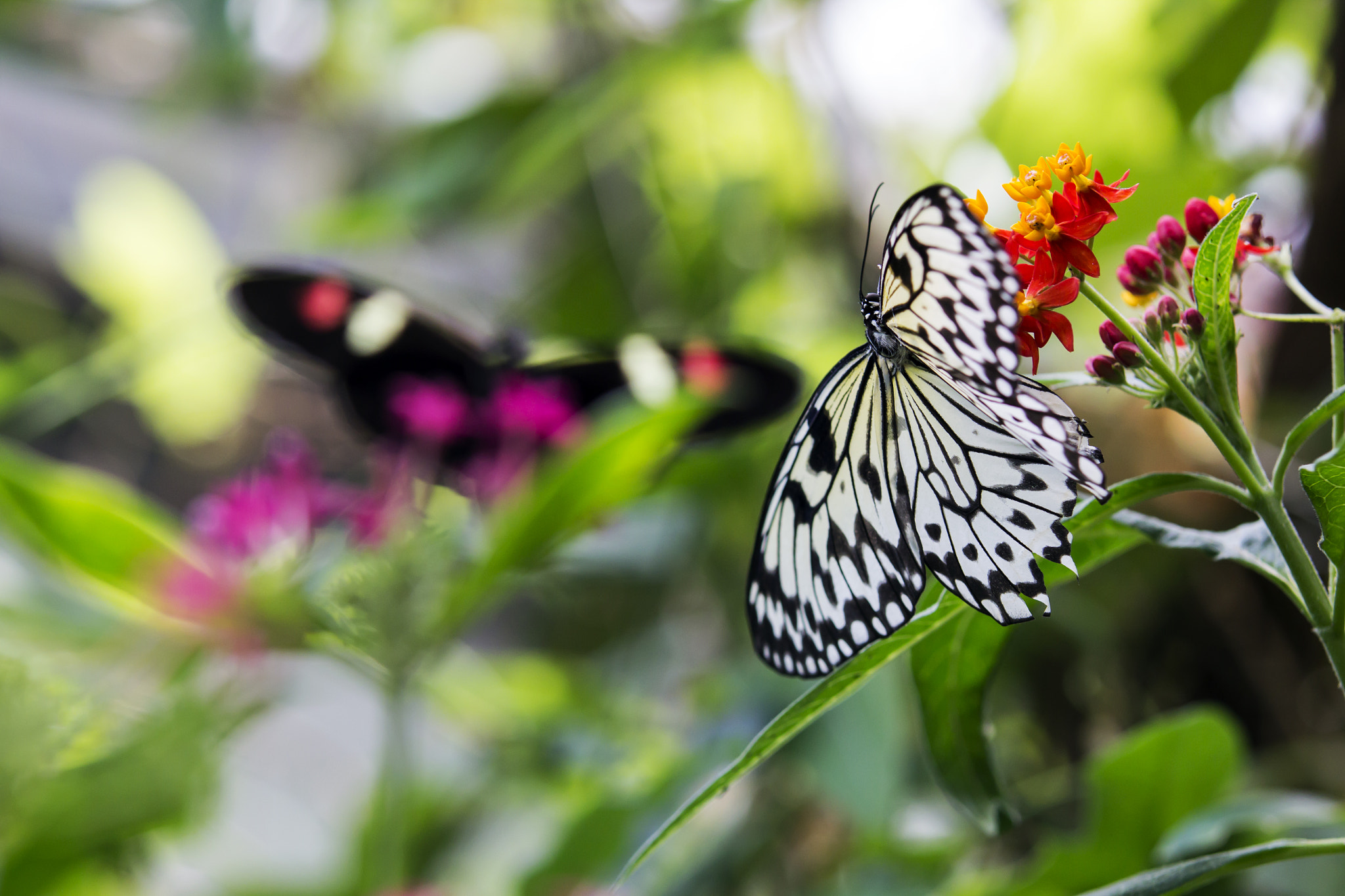 Canon EOS 60D + Sigma 50-200mm F4-5.6 DC OS HSM sample photo. Butterflies photography
