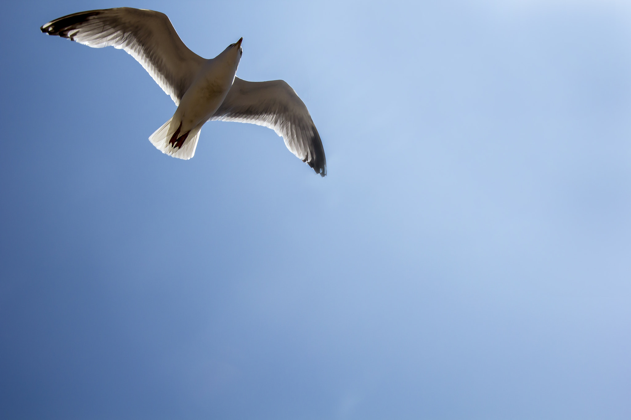 Canon EOS 60D sample photo. The seagull photography