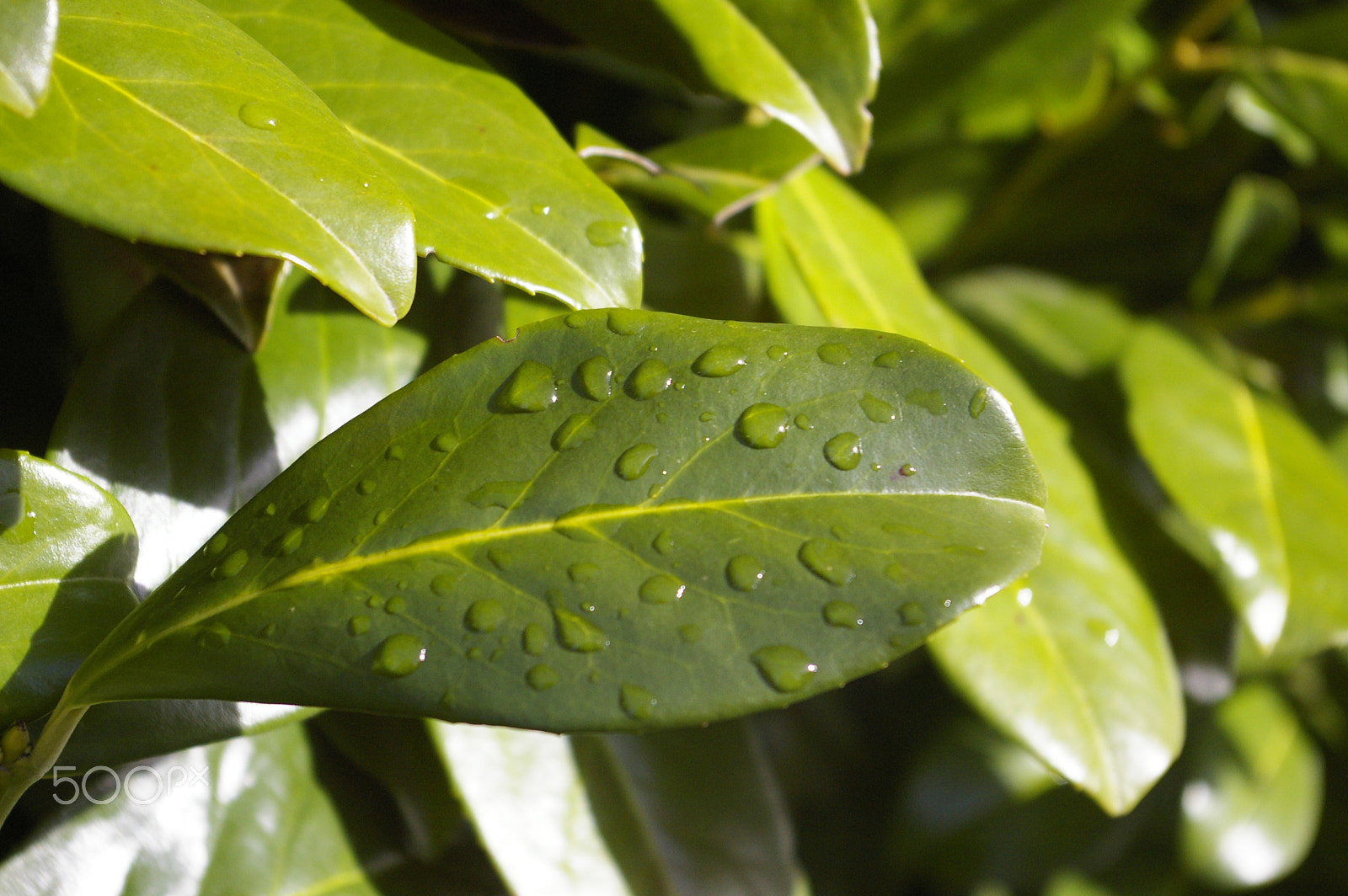 Pentax K100D Super + Pentax smc DA 18-55mm F3.5-5.6 AL sample photo. Waterdrops photography