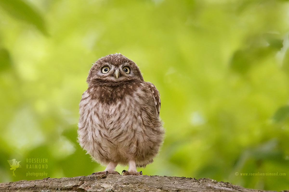 Nikon D750 + Nikon AF-S Nikkor 500mm F4G ED VR sample photo. Little owlet photography