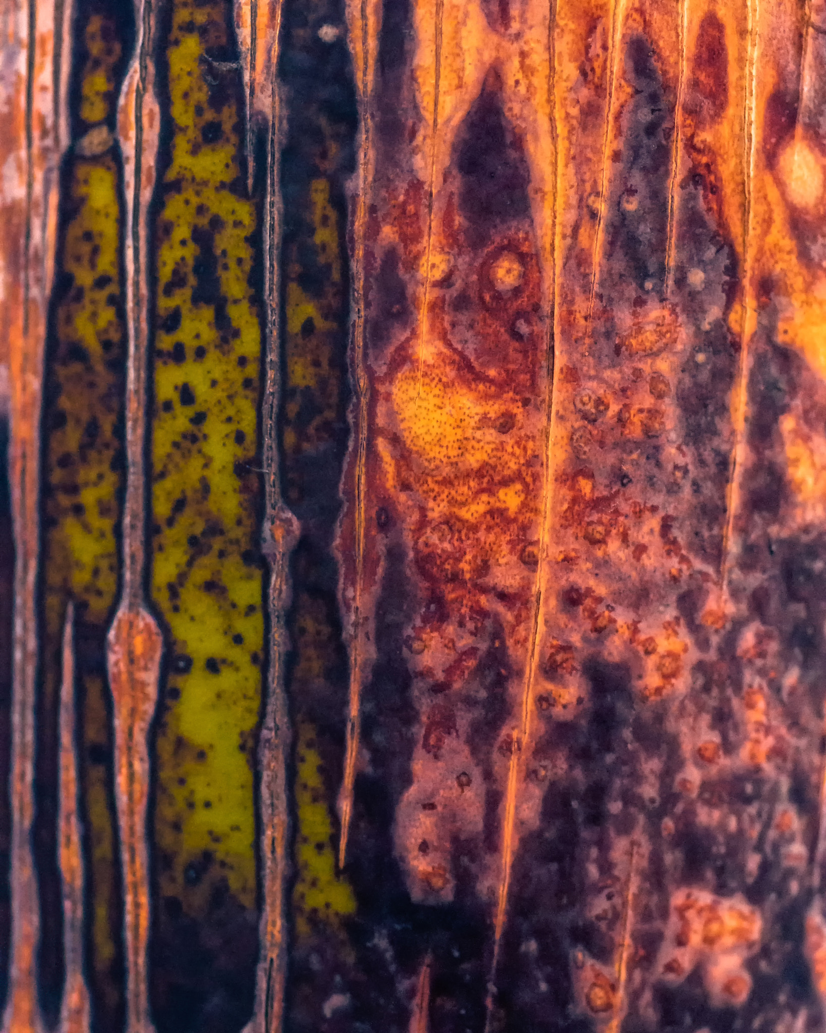 Sigma 105mm F2.8 EX DG Macro sample photo. Censure photography