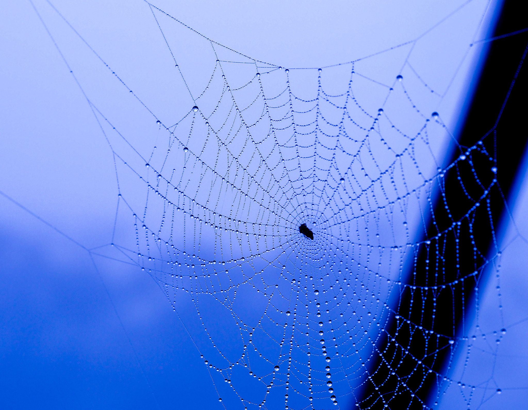 Olympus PEN-F sample photo. A spider web photography