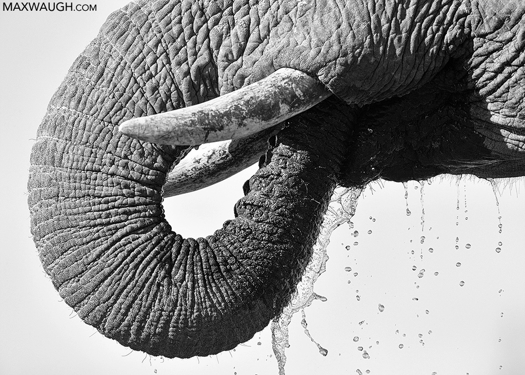 Canon EF 500mm F4L IS USM sample photo. Thirsty elephant photography
